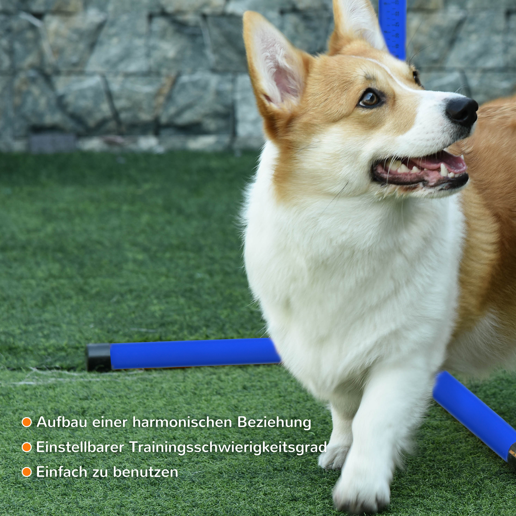 Corgi-Hund in der Nähe blauer Rohre auf Gras. Text: Bauen Sie eine harmonische Beziehung auf, einfach zu bedienen.