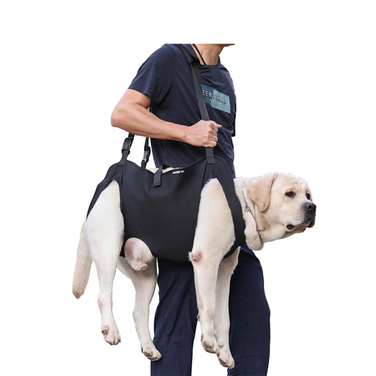 Osoba niesie psa labradora za pomocą czarnej uprzęży, podtrzymując tylne partie psa.