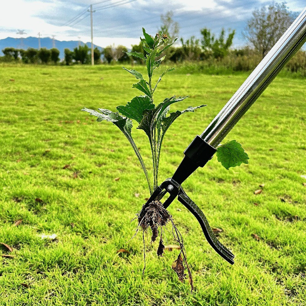 Narzędzie usuwa chwast. Narzędzie ma uchwyt i pazur.