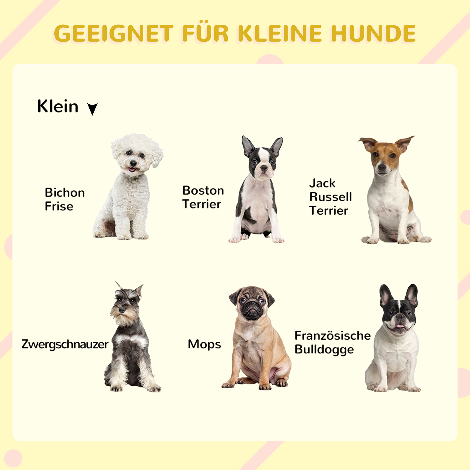 Eine Illustration verschiedener kleiner Hunderassen wird gezeigt. Rassen: Bichon Frise, Boston Terrier usw.