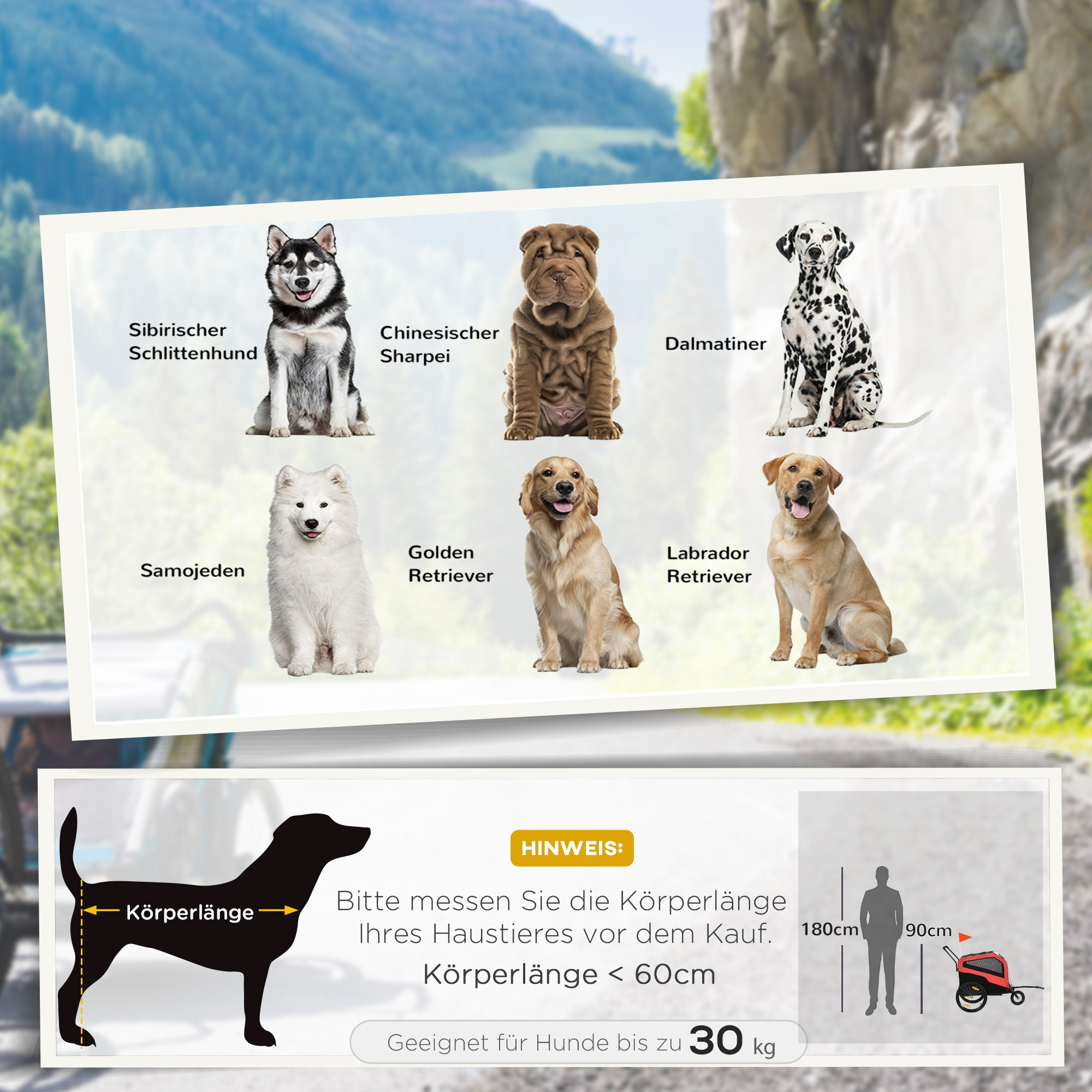 Ein Poster zeigt sechs Hunderassen: Siberian Husky, Shar Pei, Dalmatiner, Samojede, Golden Retriever, Labrador.