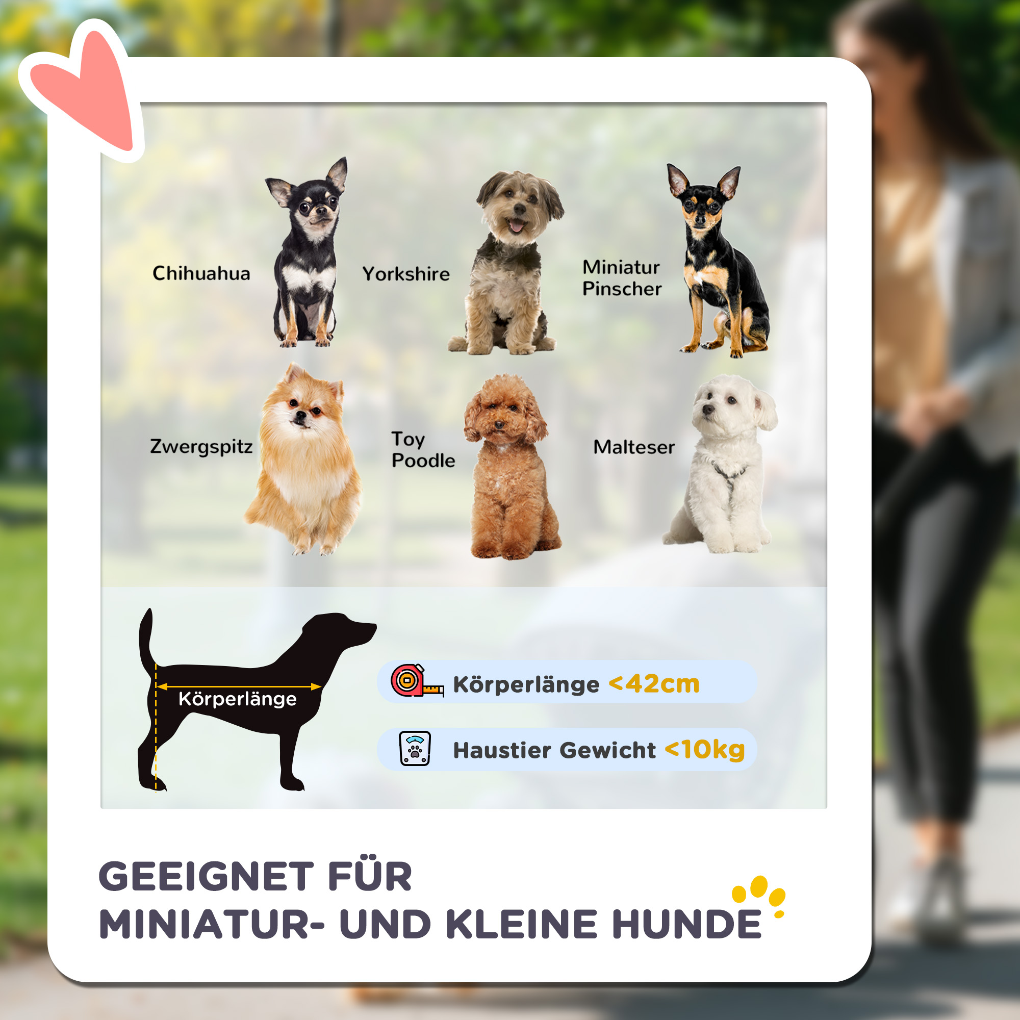 Ein Bild von Hunden, darunter Chihuahua, Yorkshire, Zwergspitz. Text weist auf kleine Hunde hin.