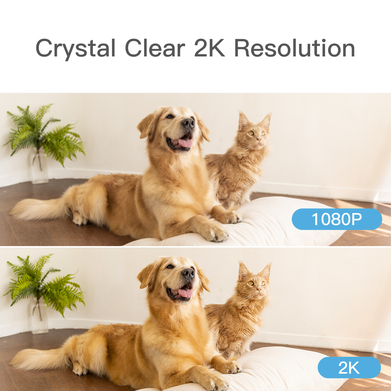 Hund und Katze auf einem weißen Kissen. Auflösungsvergleich: 1080p vs. 2K.