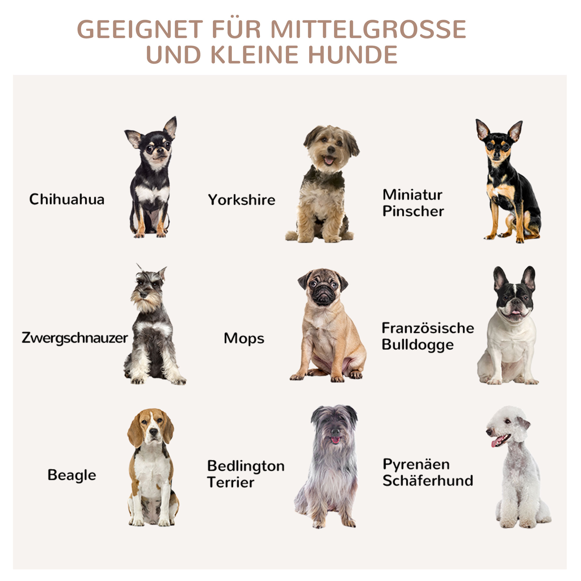 Neun Hunderassen, darunter Chihuahua, Yorkshire, Zwergpinscher und andere, mit Namen.