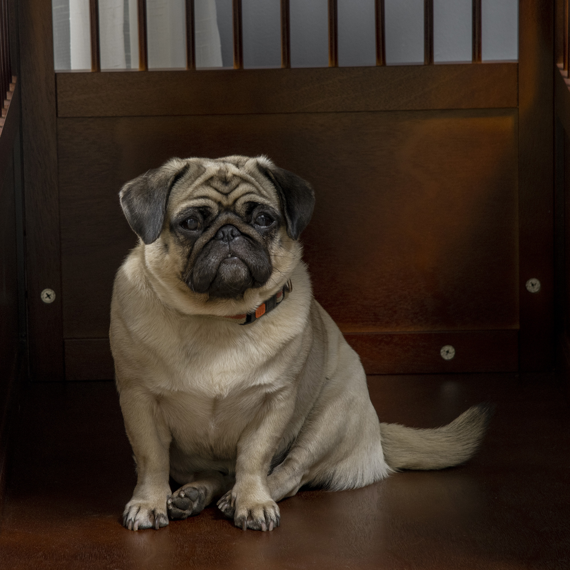 Ein Mops-Hund sitzt auf einer Holzoberfläche in einem Holzgehäuse.