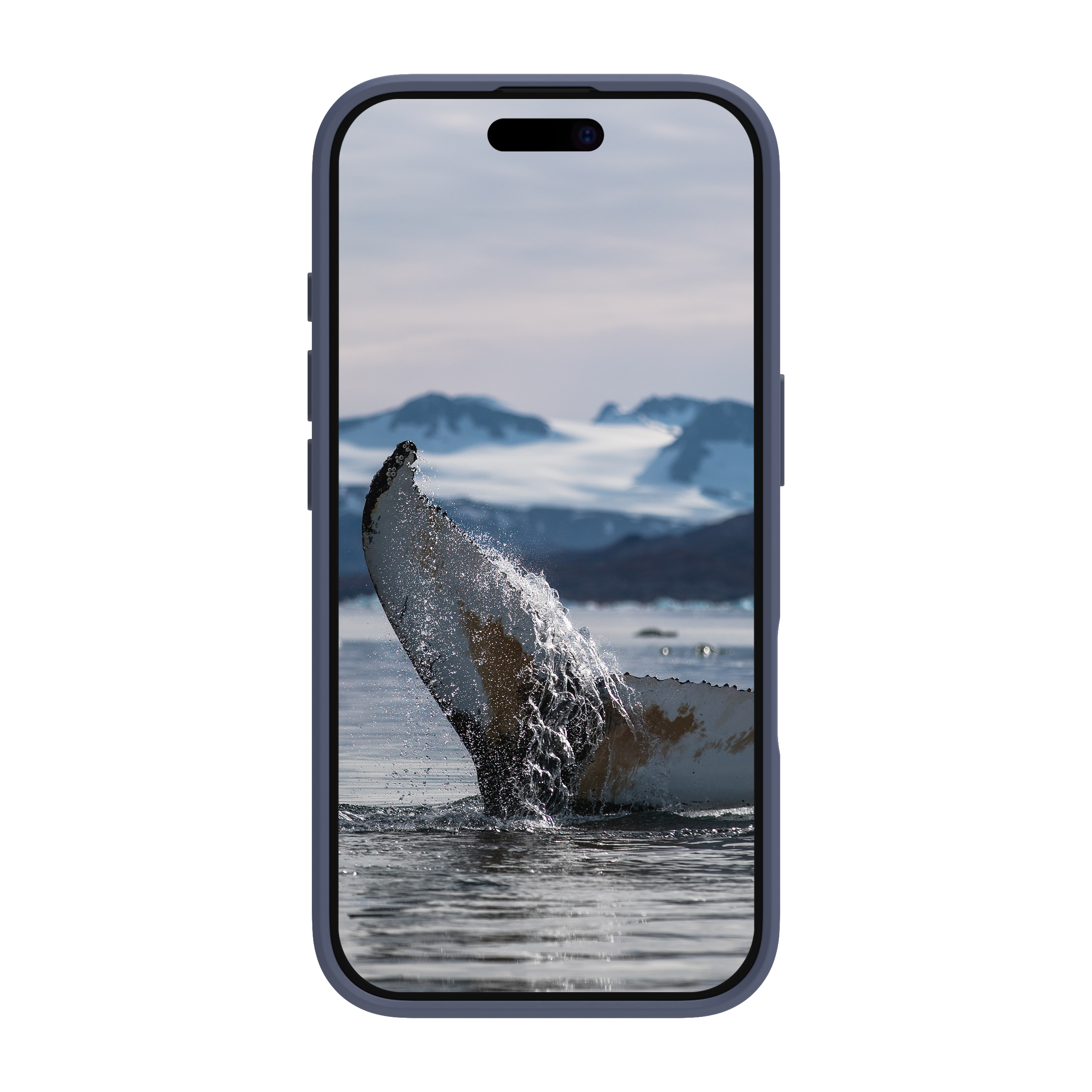 Una coda di balena che rompe l'acqua, su uno schermo del telefono con custodia blu.