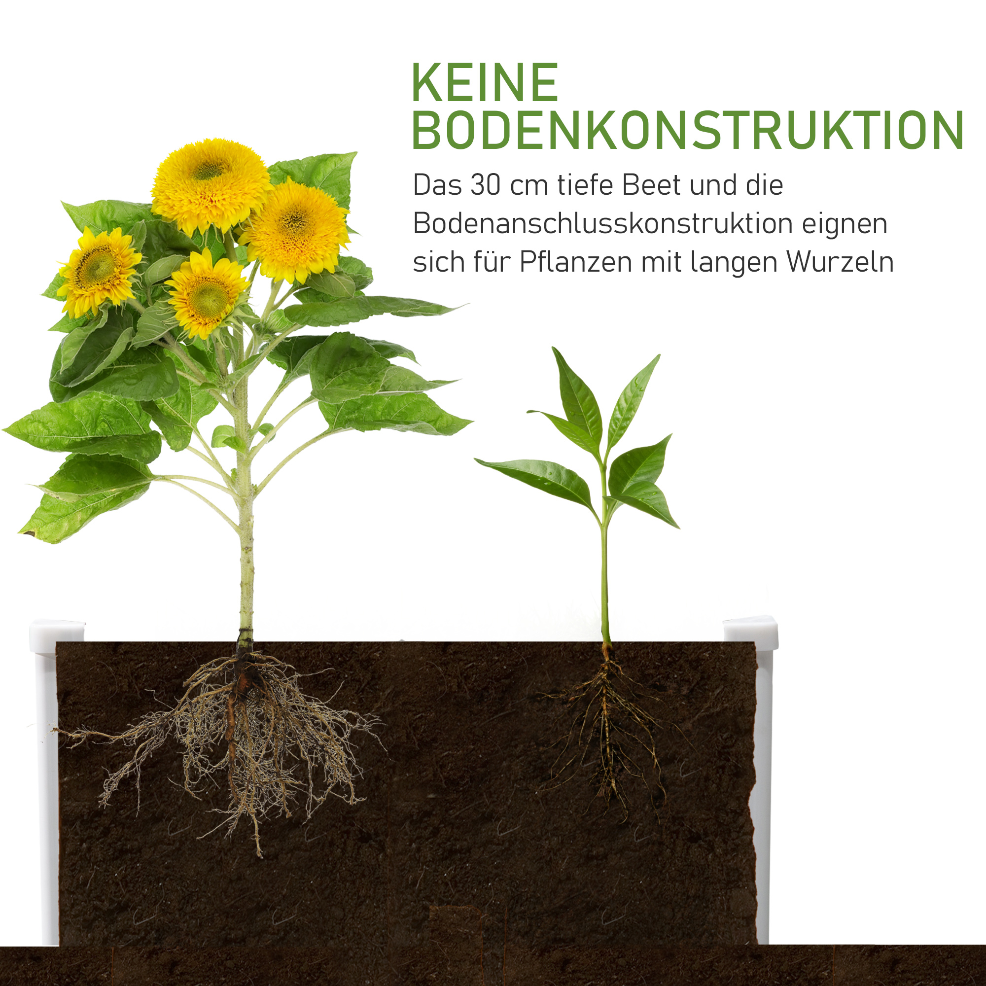 Bild zeigt Sonnenblumen und eine kleine Pflanze, die in Erde mit sichtbaren Wurzeln wachsen.