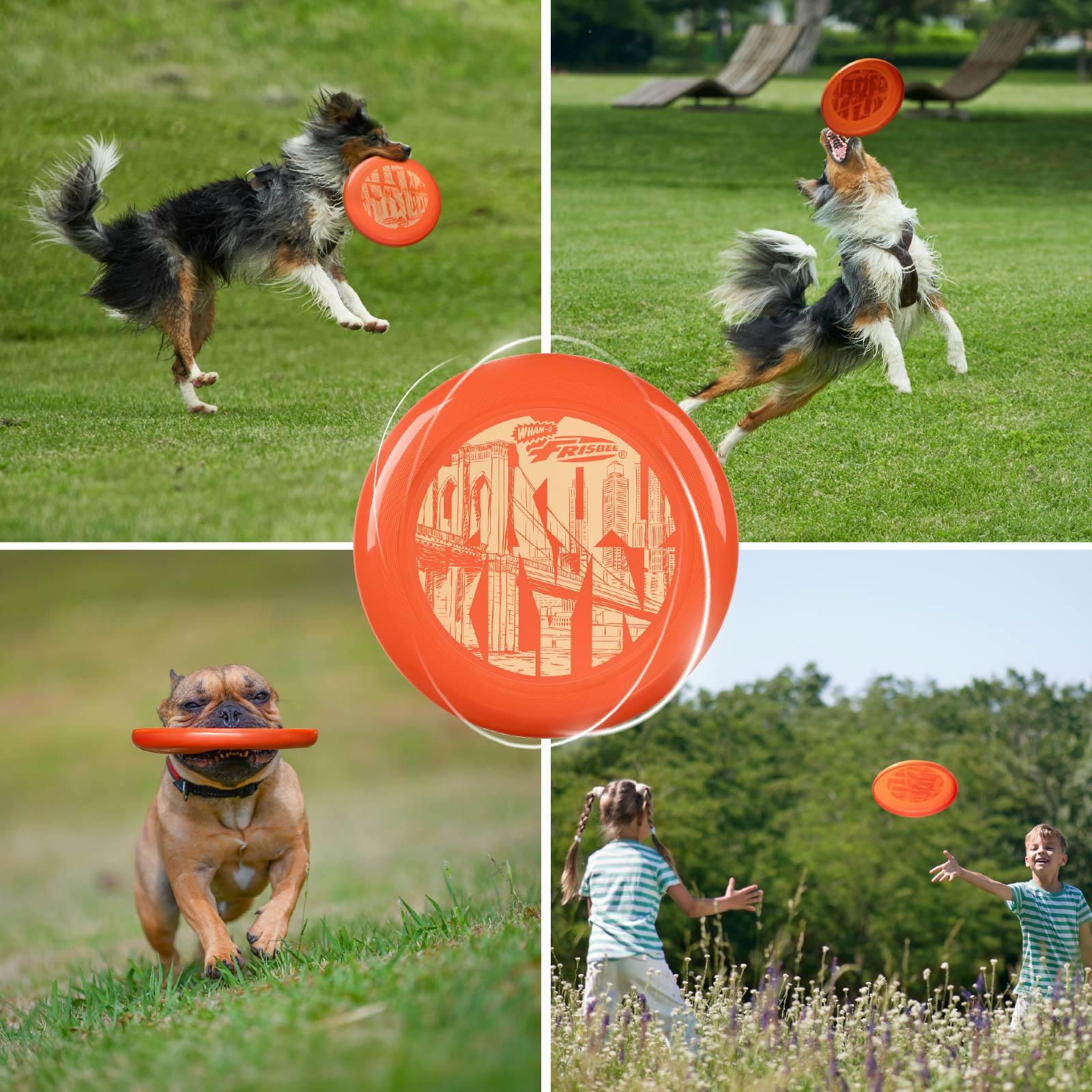 Hunde spielen Frisbee in einem Park. Ein Hund fängt es, ein anderer rennt damit.
