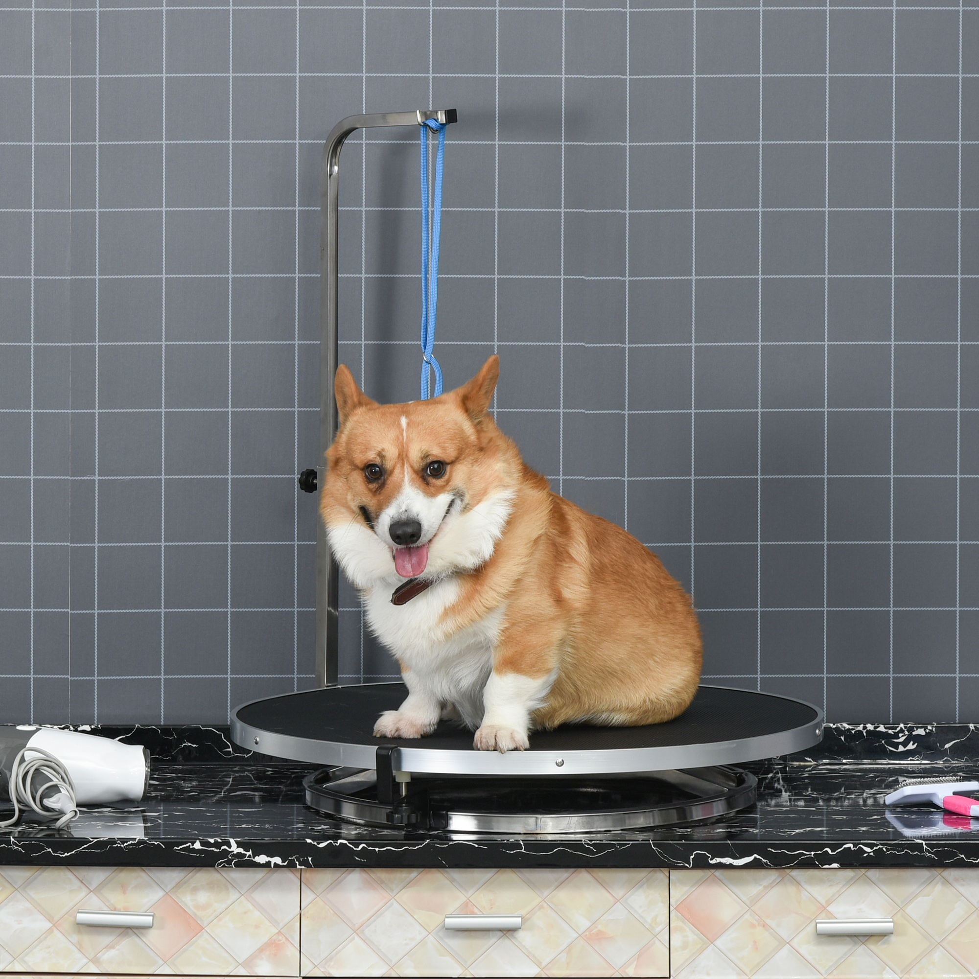 Ein Corgi-Hund auf einem Pflegetisch, mit einer blauen Leine darüber.