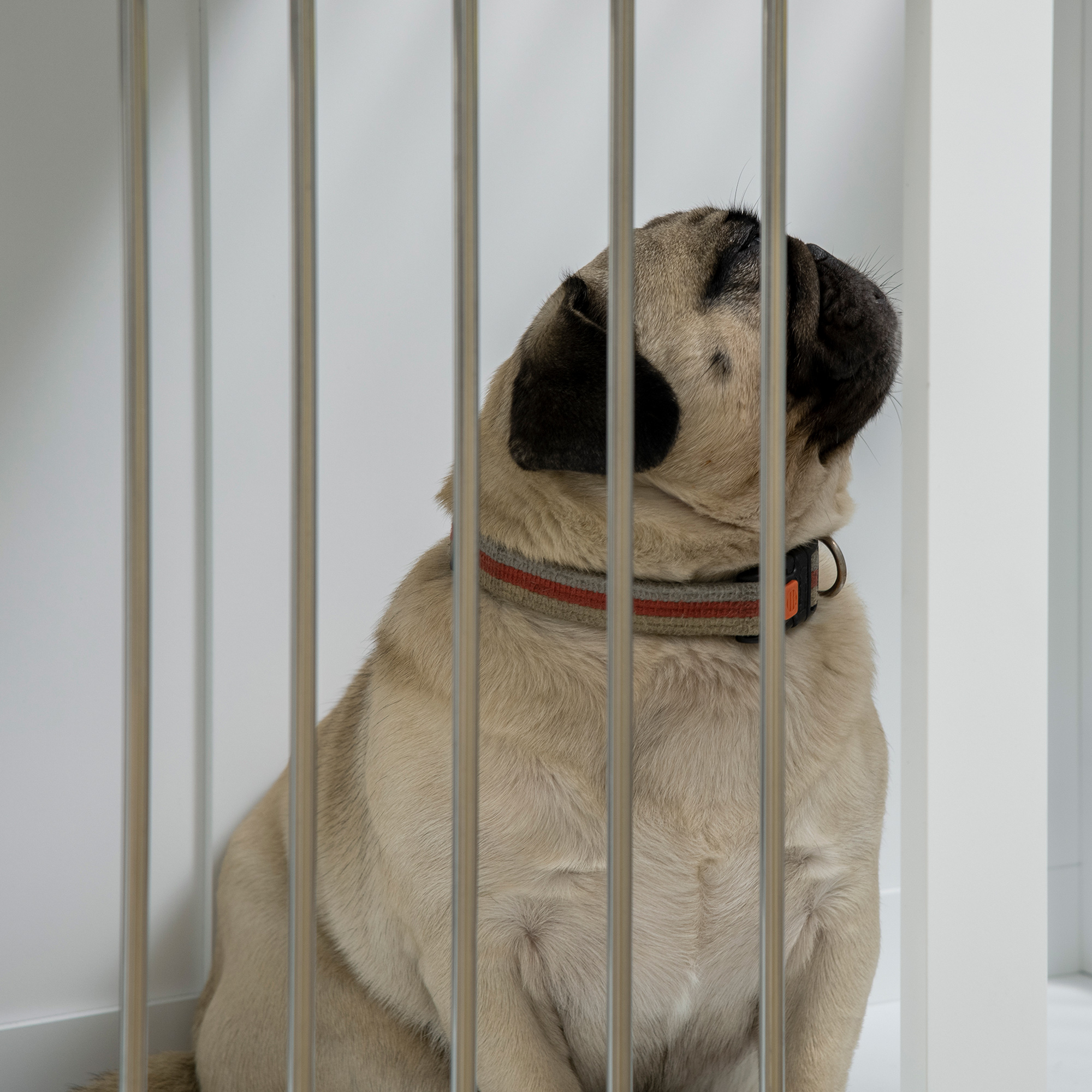 Mops schaut nach oben, in einer weißen Hundebox mit Metallstäben.