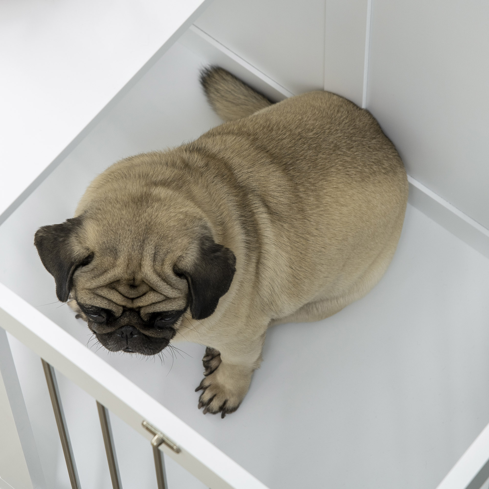Mops in einer weißen Hundebox, von oben gesehen. Weiße Wände und ein Boden.