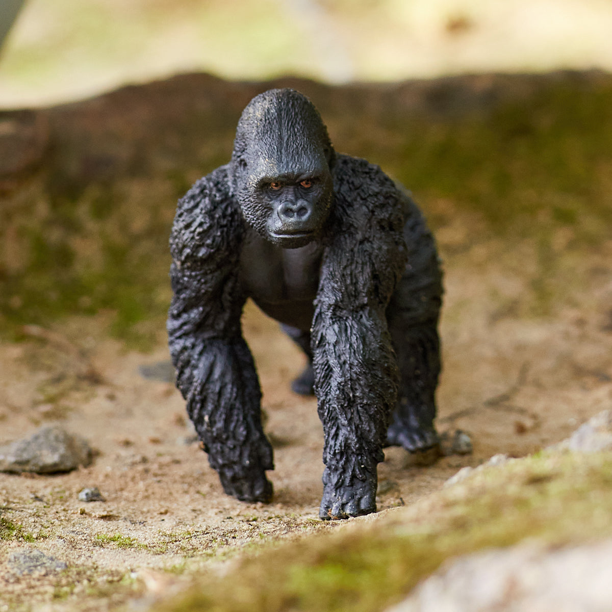 Gorilla in ambiente naturale, in piedi sulle quattro zampe.