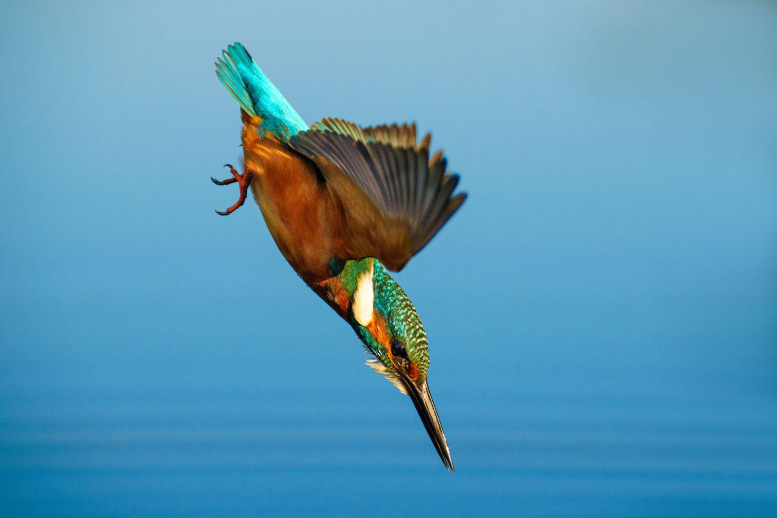 Zimorodek nurkujący w wodzie, z niebieskim tłem wody.