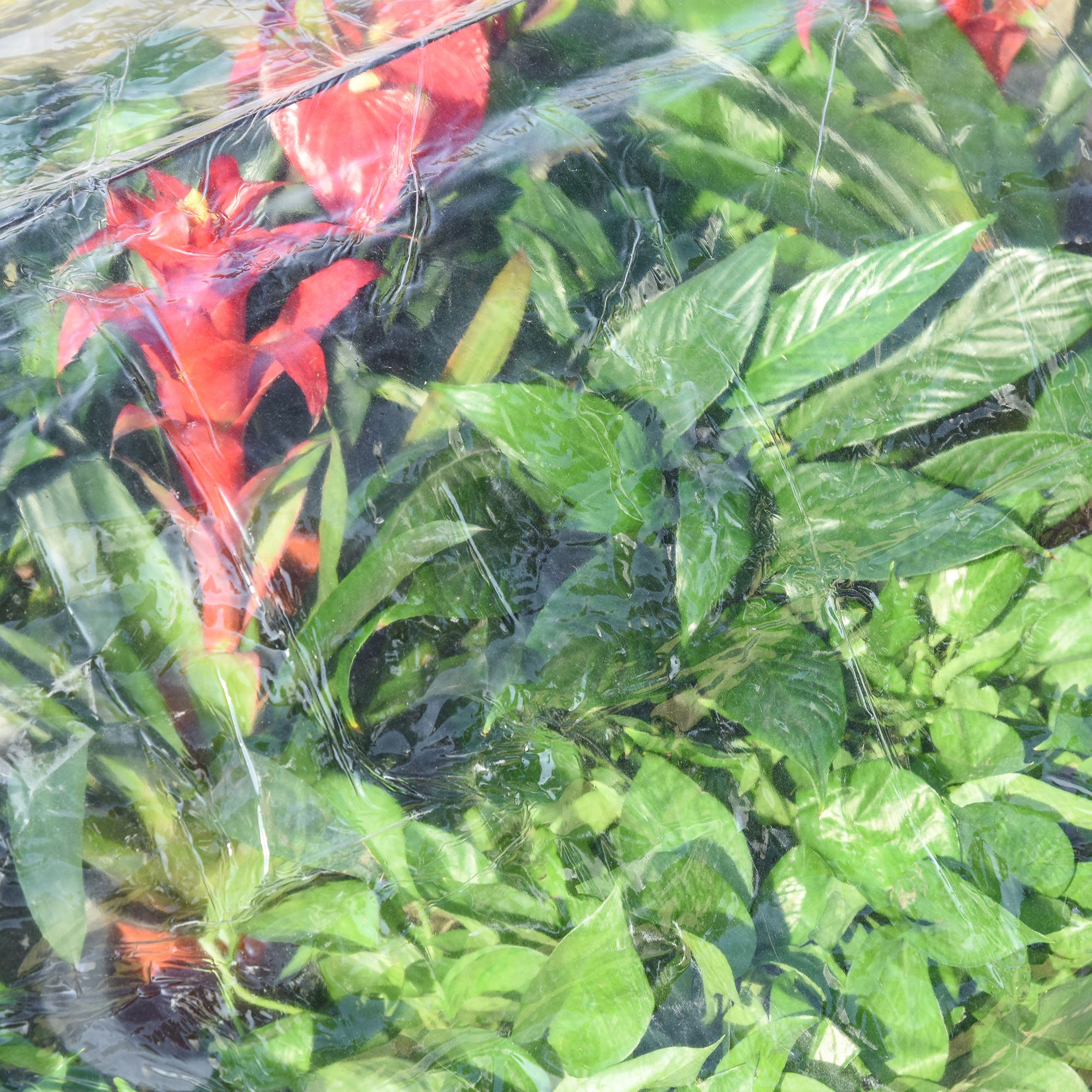 Nahaufnahme von Pflanzen in einem Gewächshaus. Rote Blüten sind sichtbar, umgeben von grünem Laub.