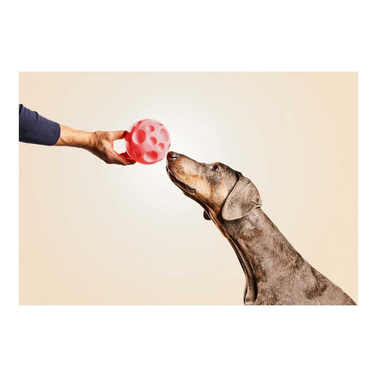 Mano che tiene una palla rossa verso un cane. Il cane guarda la palla.