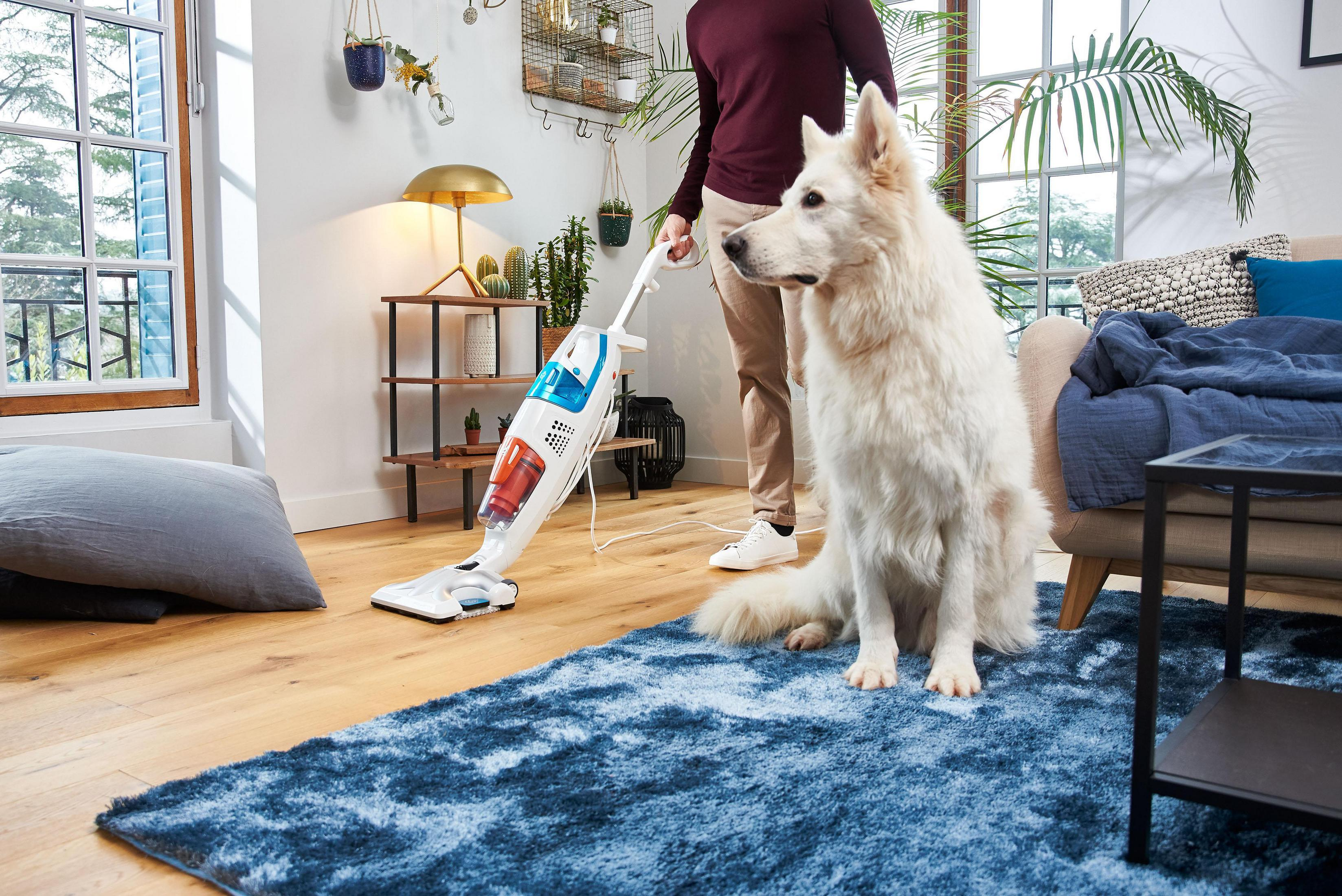 Un hombre aspira una alfombra azul en un salón con un perro blanco cerca.