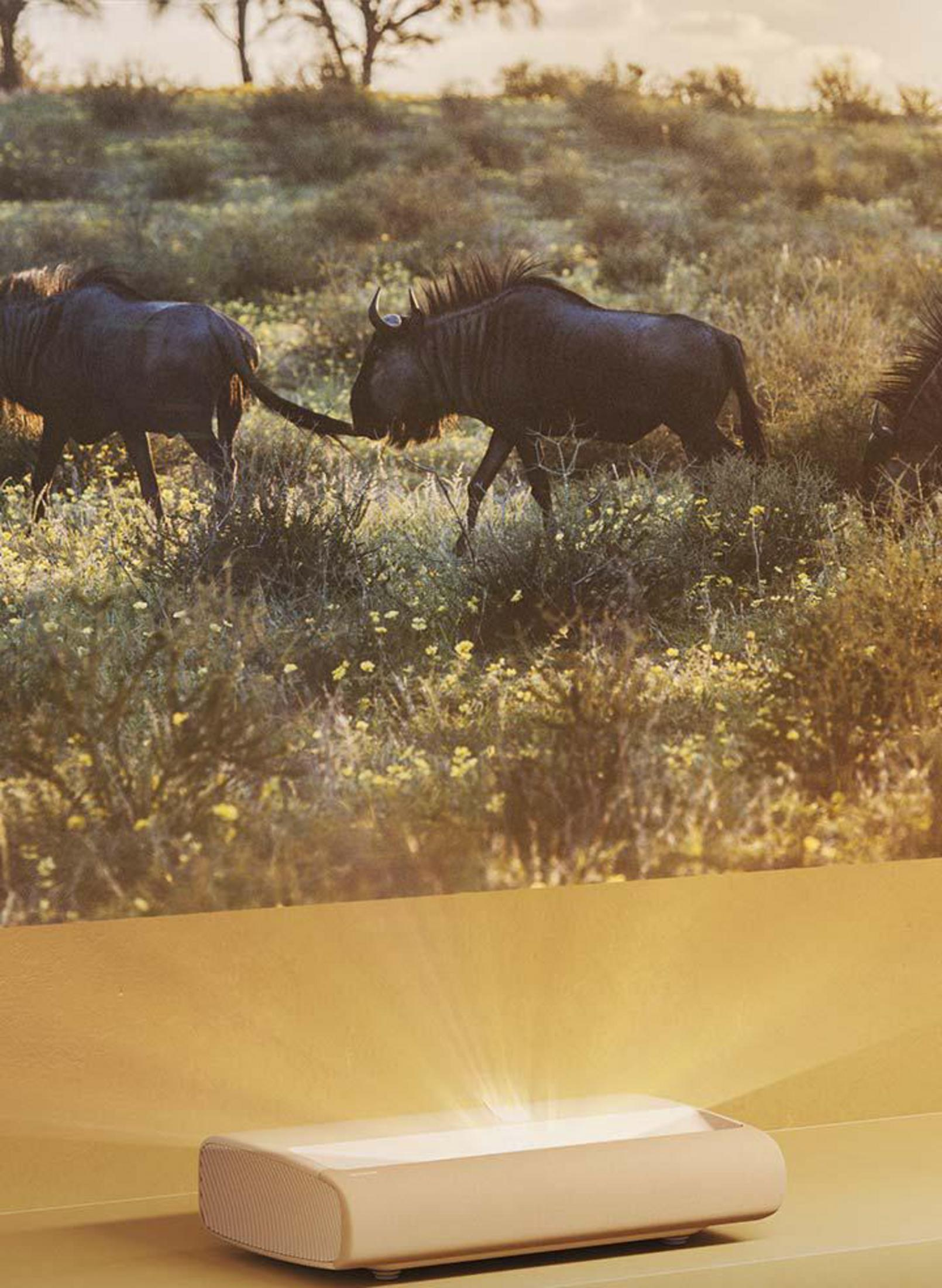 Dwa gnu idą po trawiastym terenie. Projektor świeci światłem na pierwszym planie.