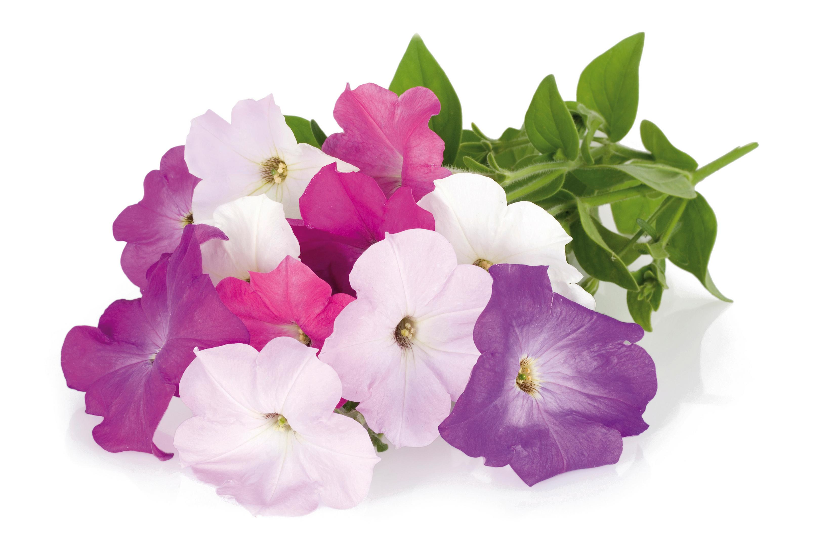 Primo piano di fiori di petunia colorati nei toni del viola, rosa e bianco.