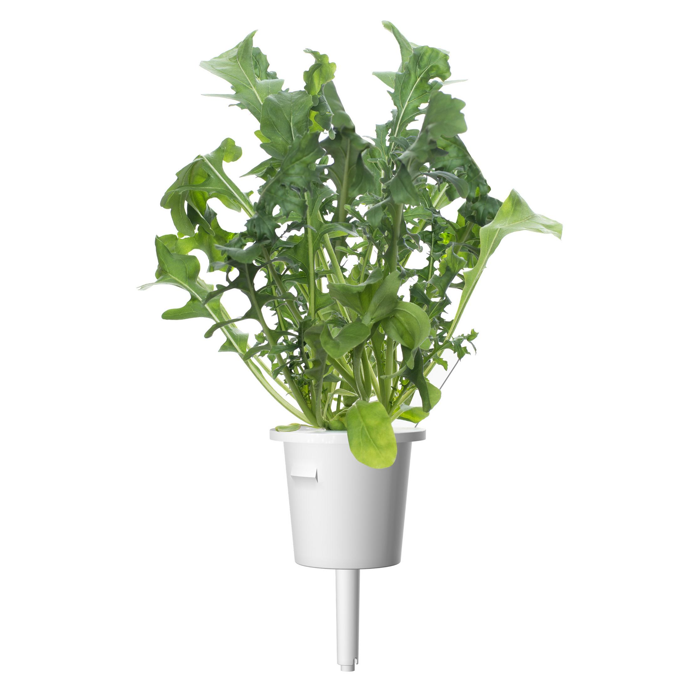 Plante de roquette dans un pot blanc avec une longue tige blanche, isolée sur blanc.