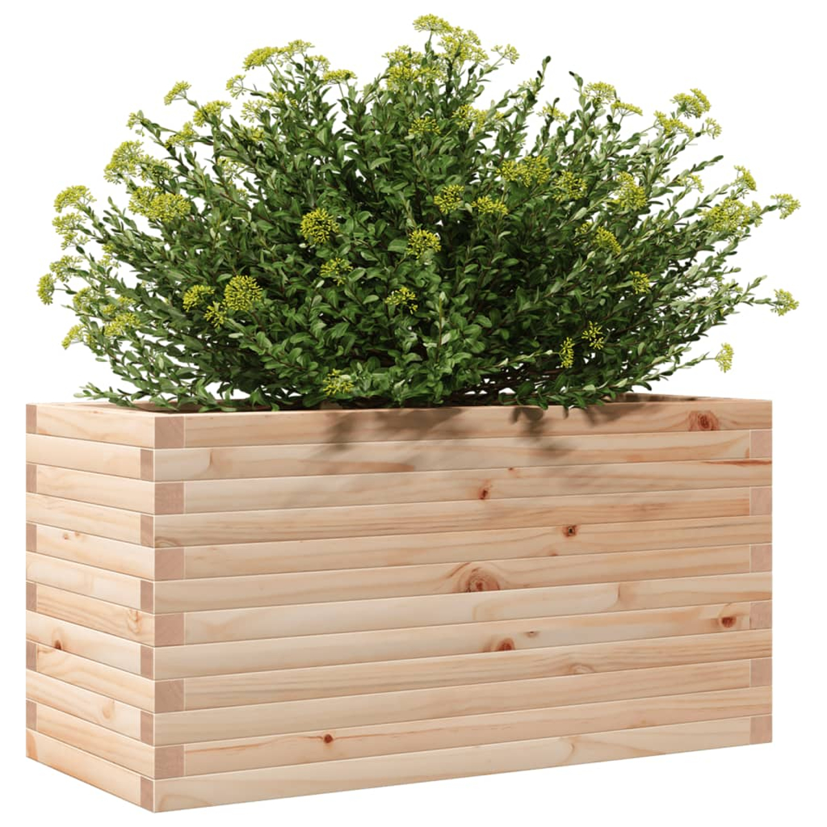 Holzpflanzkasten mit grünen Pflanzen. Weißer Hintergrund.