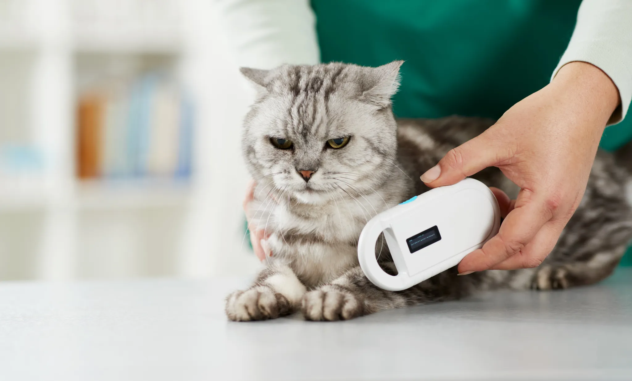 Eine Katze wird von einer Person mit einem weißen Gerät in einer Tierarztpraxis gescannt.
