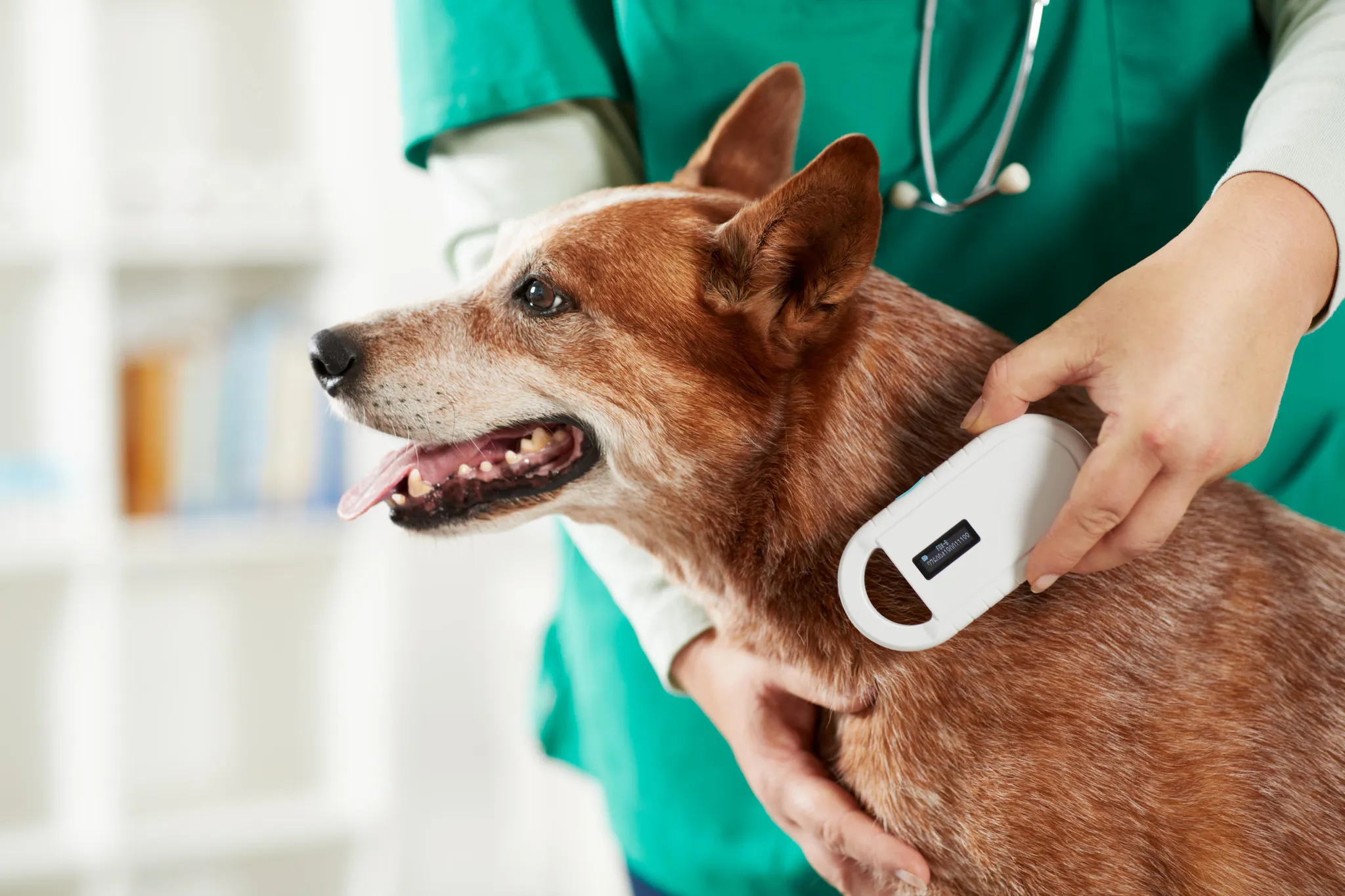Hund beim Tierarzt, wird gescannt. Der Hund ist braun und weiß. Der Tierarzt trägt grüne Kleidung.
