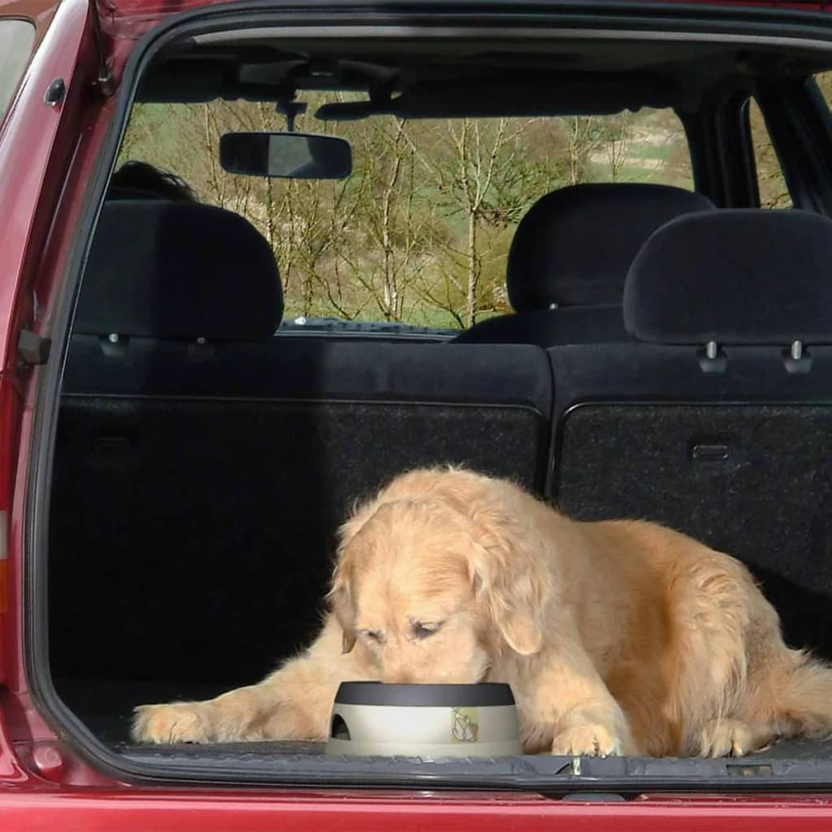 Golden retriever nel bagagliaio, mangia da una ciotola. Interno auto rosso, paesaggio verde.