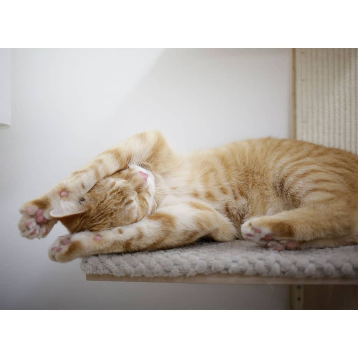Orangefarbene Tabby-Katze, die sich auf einem Katzenregal ausstreckt.
