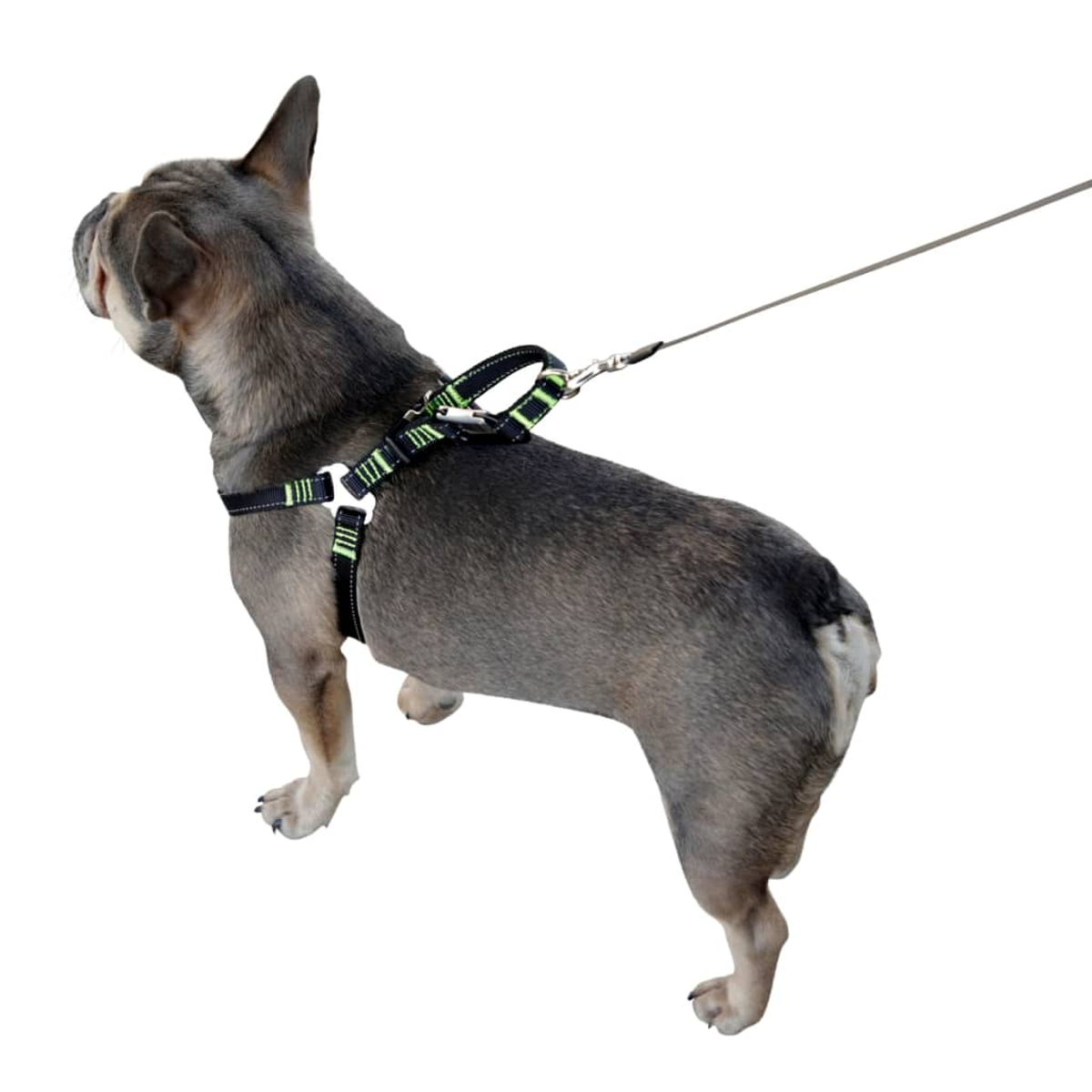 Ein grauer Hund mit schwarzem Geschirr und grünen Akzenten, an einer Leine.