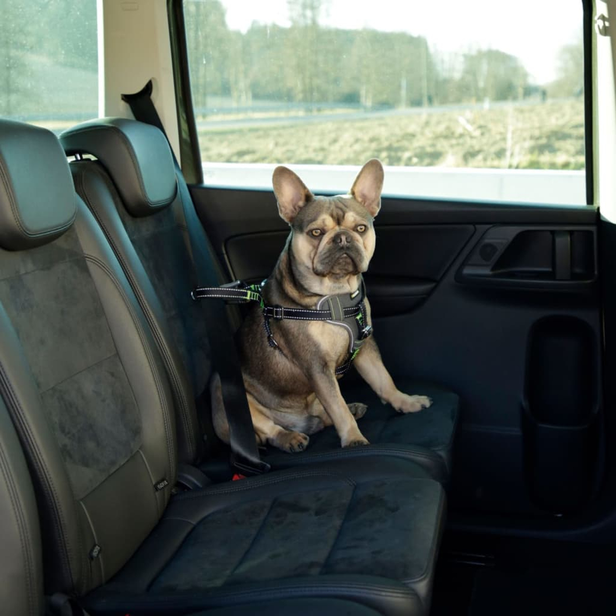 Eine französische Bulldogge sitzt angeschnallt auf dem Rücksitz eines Autos. Die Fenster sind sichtbar.