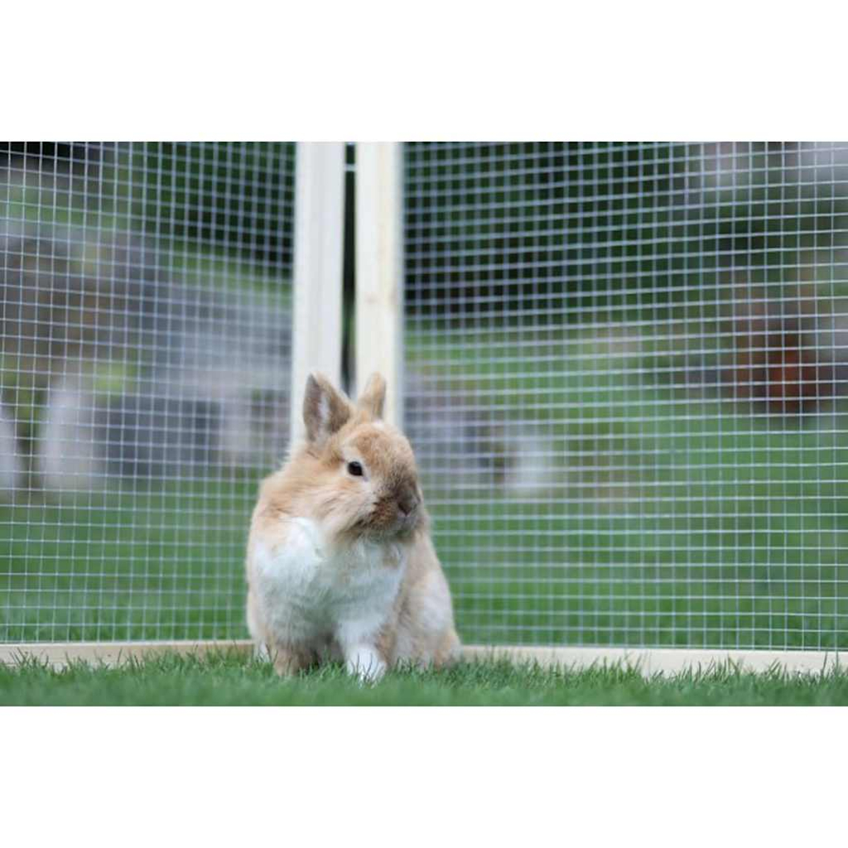 Ein braun-weißes Kaninchen sitzt auf grünem Gras vor einem Drahtzaun.