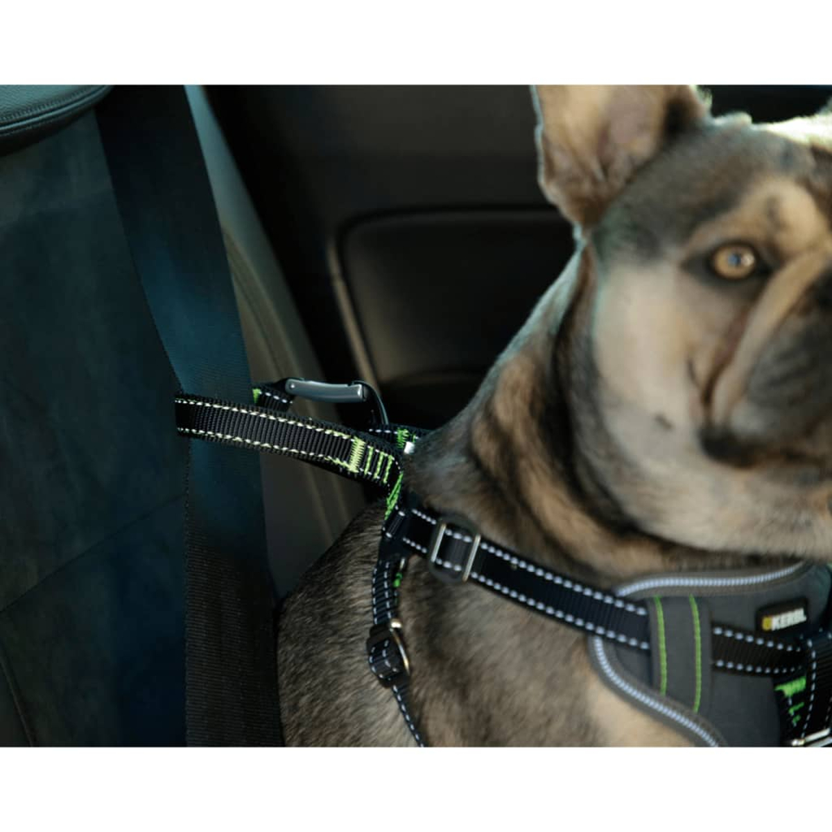 Hund im Auto mit Gurtzeug am Sicherheitsgurt.