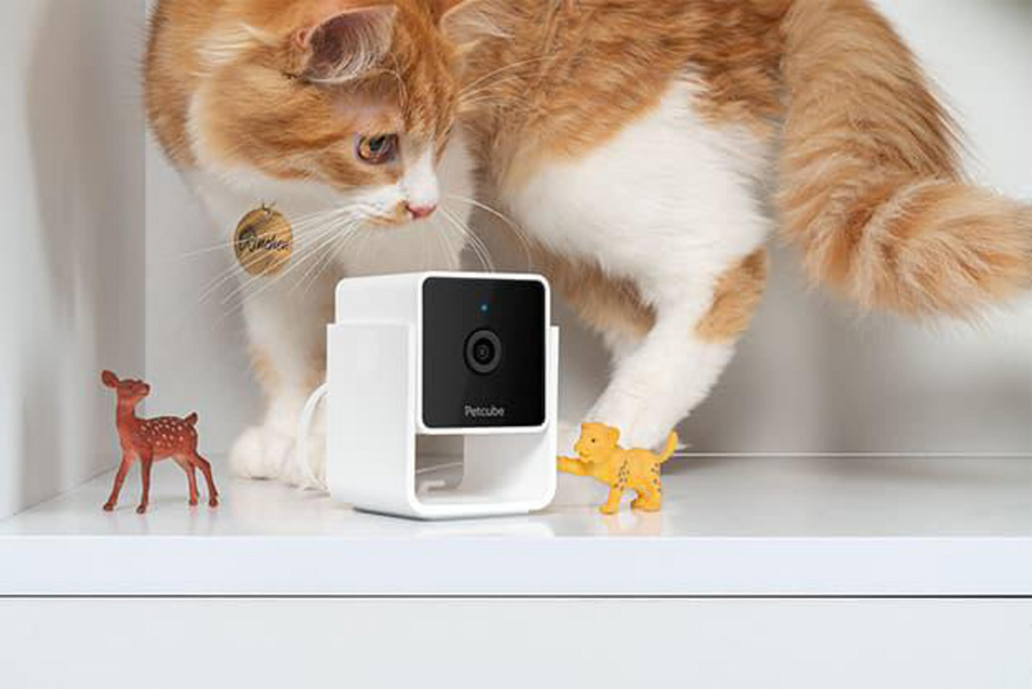 Petcube Kamera mit Katze und Spielzeugfiguren auf einem weißen Regal.