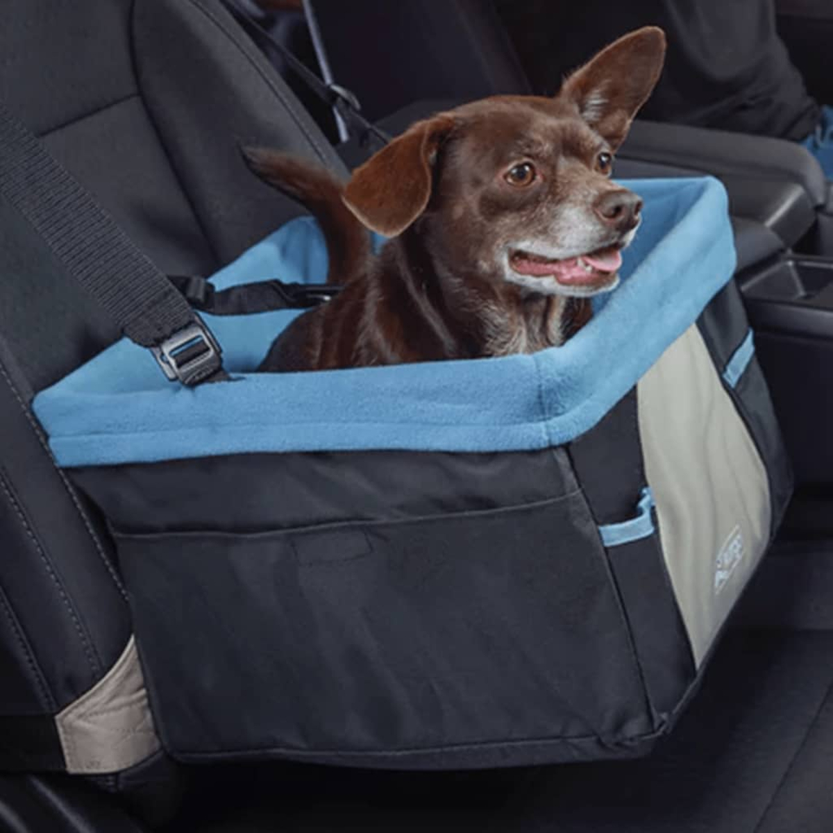 Hund in einem blau-schwarzen Autositz, braunes Fell, sitzt im Auto.