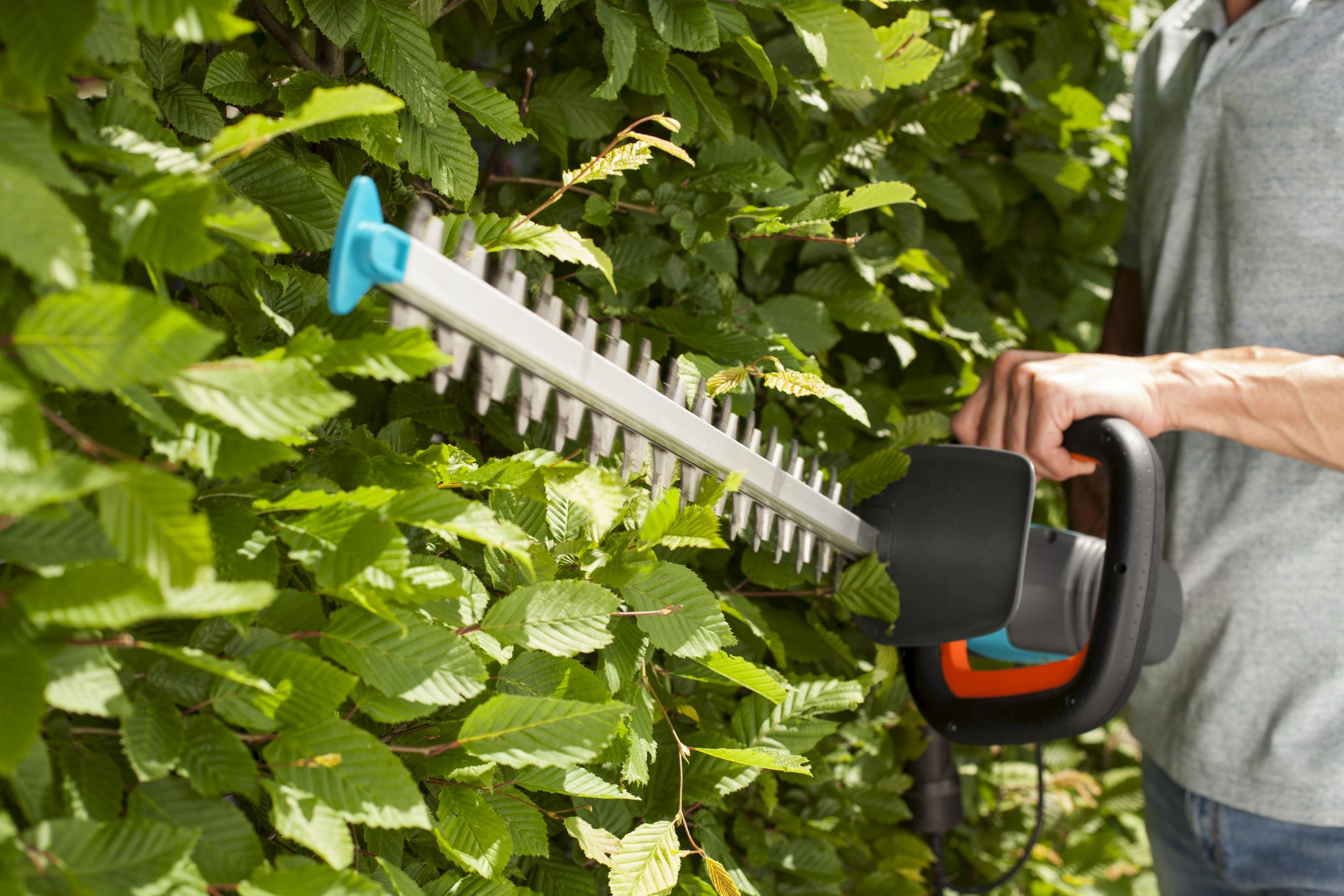 Ein Mann schneidet an einem sonnigen Tag eine grüne Hecke mit einem elektrischen Heckenschneider.