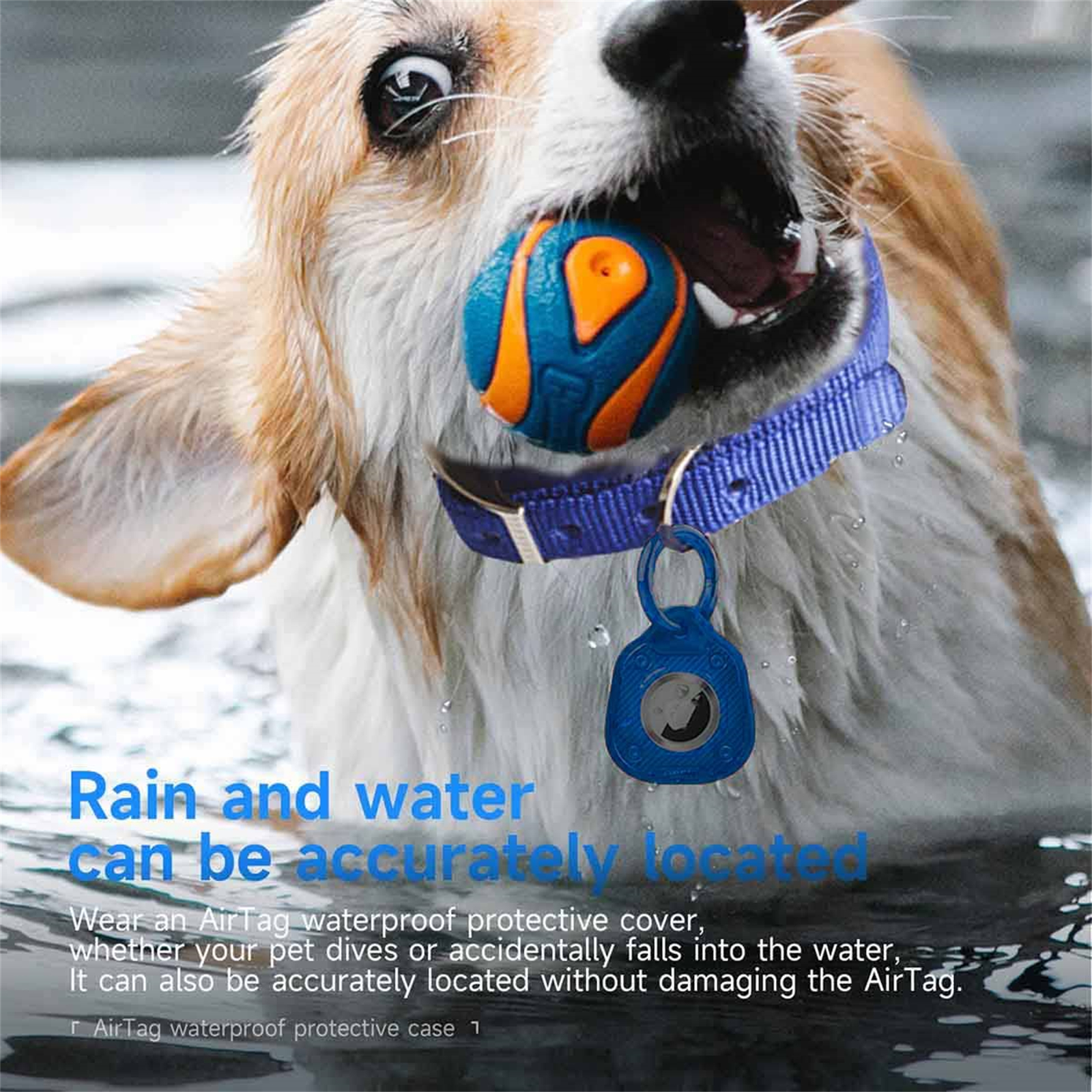 Ein nasser Hund mit einem Ball im Maul, trägt ein blaues Halsband mit einem Tracker. Wasser umgibt ihn.