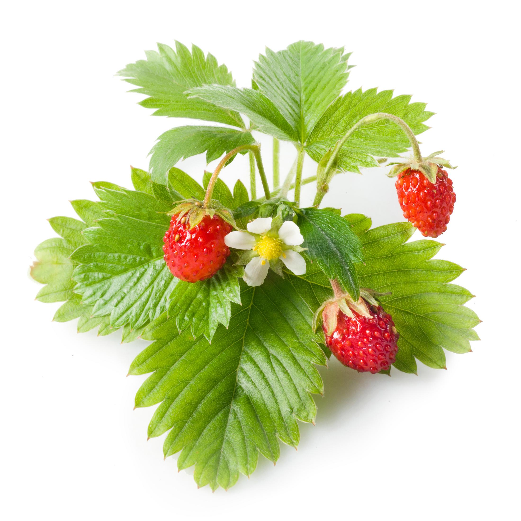 Gros plan sur des fraises des bois avec des feuilles vertes et une fleur blanche.