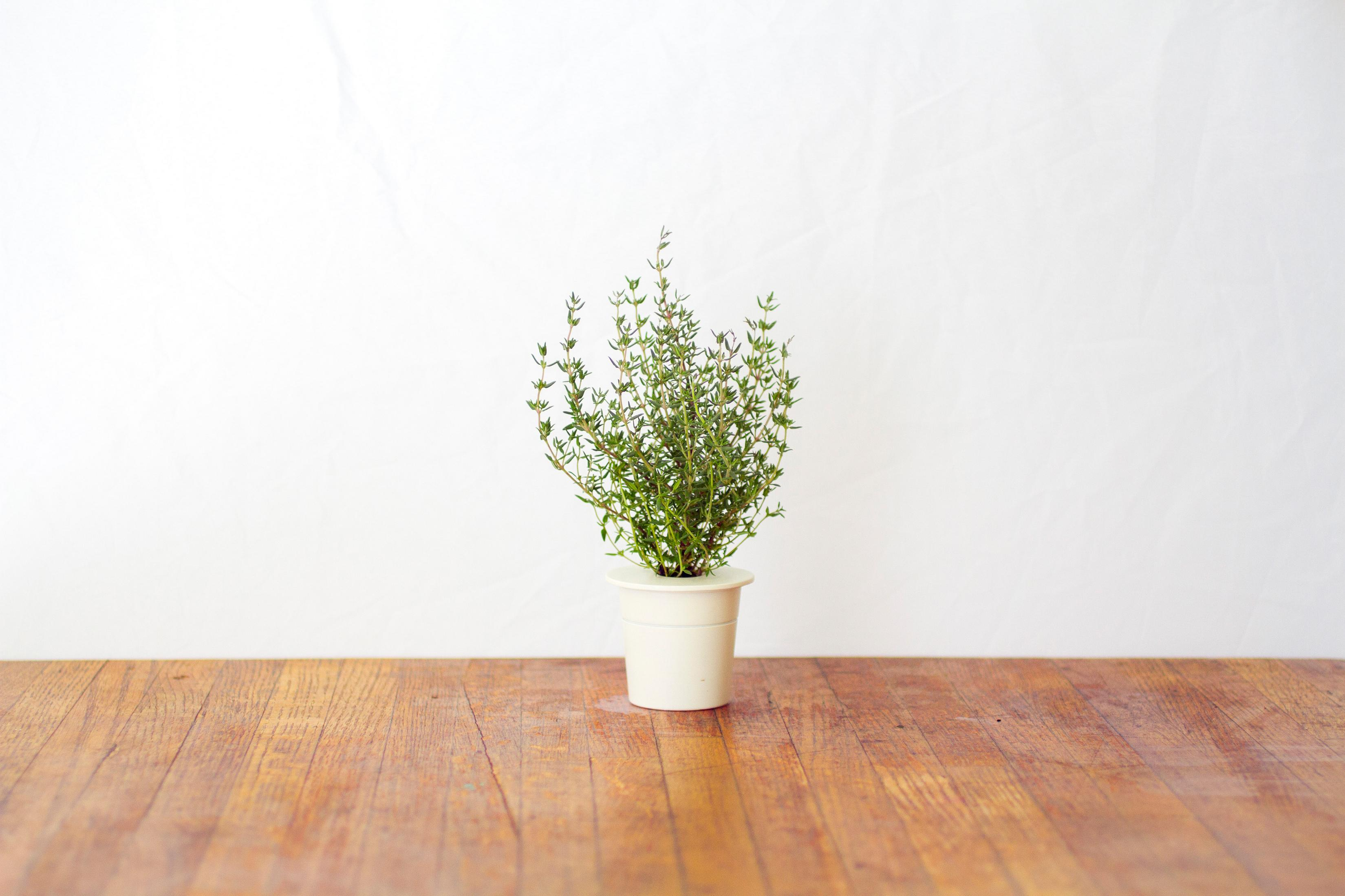 Une petite plante de thym dans un pot blanc sur une table en bois. Mur blanc en arrière-plan.
