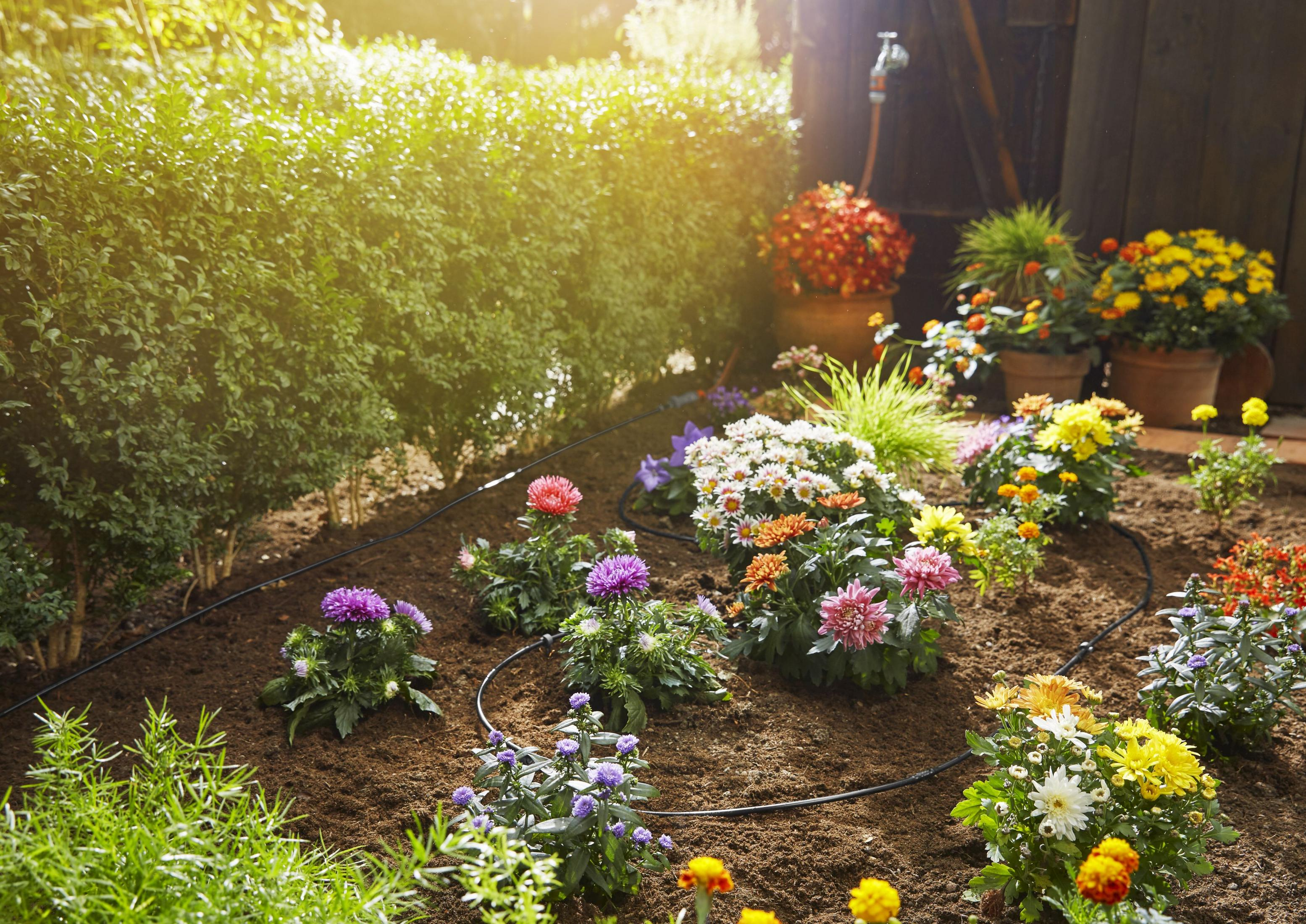 Garten mit bunten Blumen und einem Bewässerungssystem. Grüne Büsche und Sonnenlicht im Hintergrund.