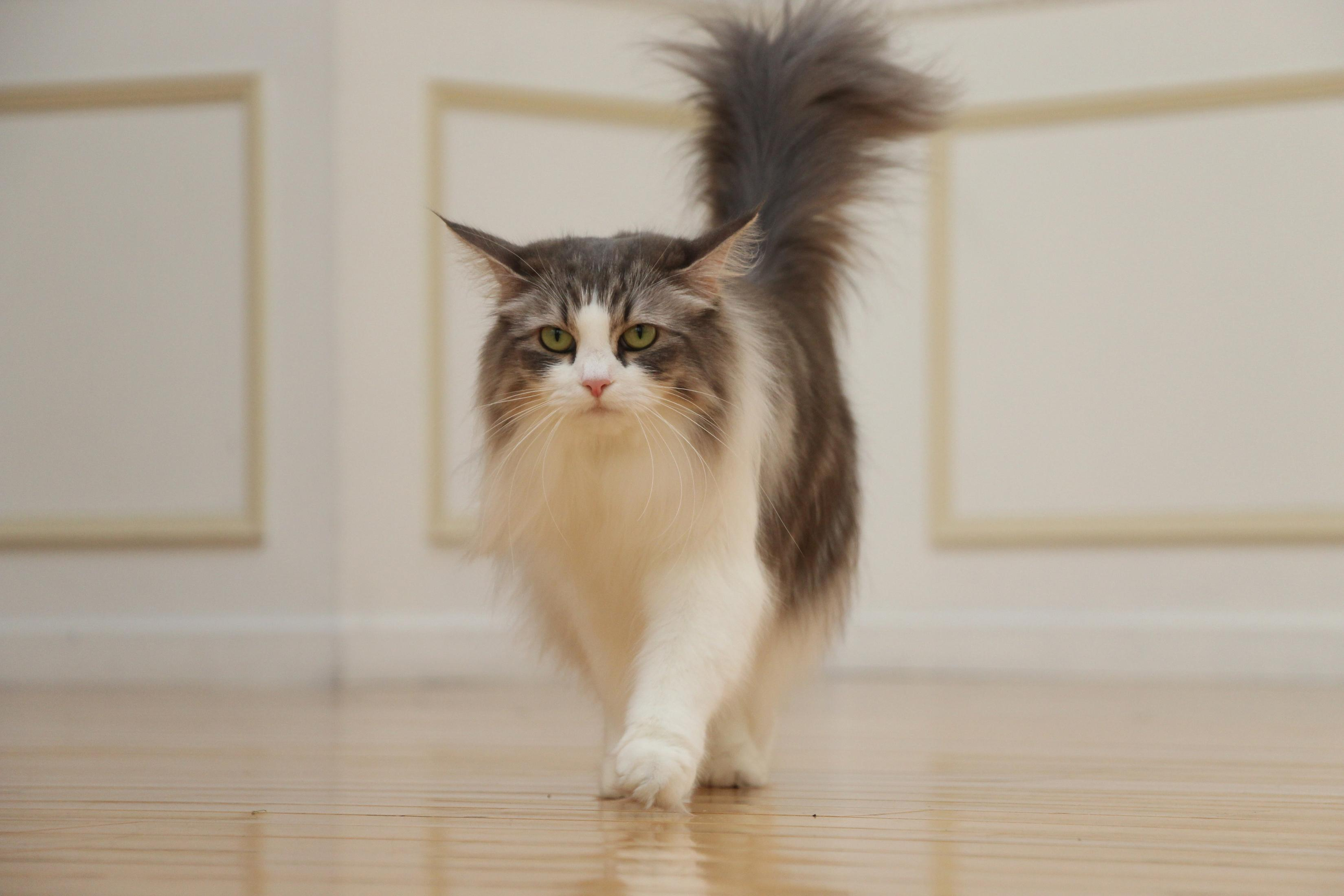 Eine flauschige Katze geht auf einem Holzboden vorwärts. Die Katze hat graues, weißes und braunes Fell mit grünen Augen.