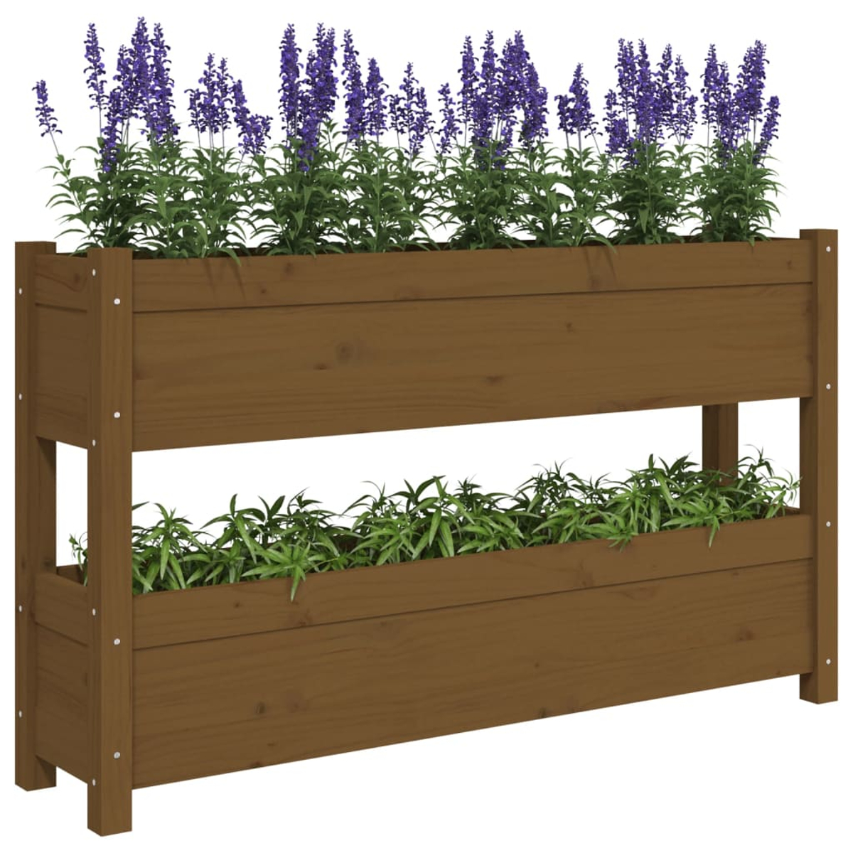Holzpflanzkasten mit zwei Pflanzebenen, Lavendel auf der oberen Ebene, grüne Pflanzen unten, weißer Hintergrund.