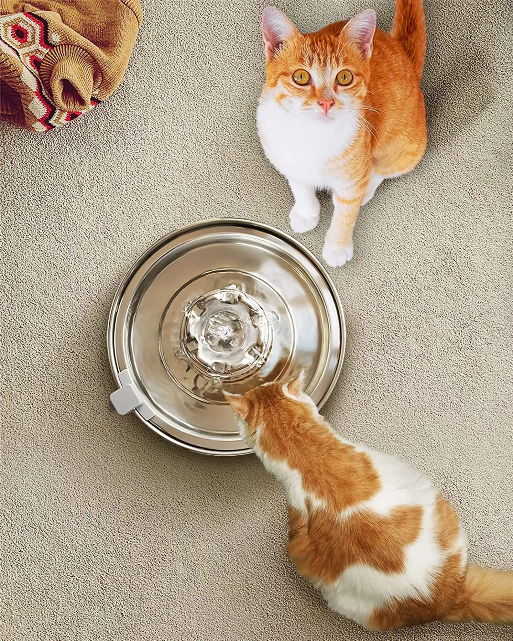 Zwei Katzen in der Nähe eines Edelstahl-Haustierbrunnens. Eine trinkt, die andere schaut hoch.