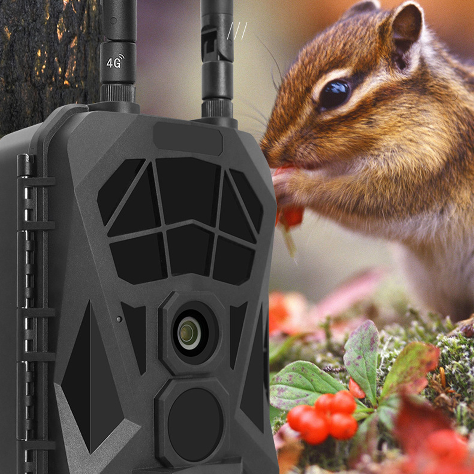 Ein Chipmunk isst rote Beeren, in der Nähe einer Wildkamera. Die Kamera ist schwarz und hat Antennen. Es regnet.