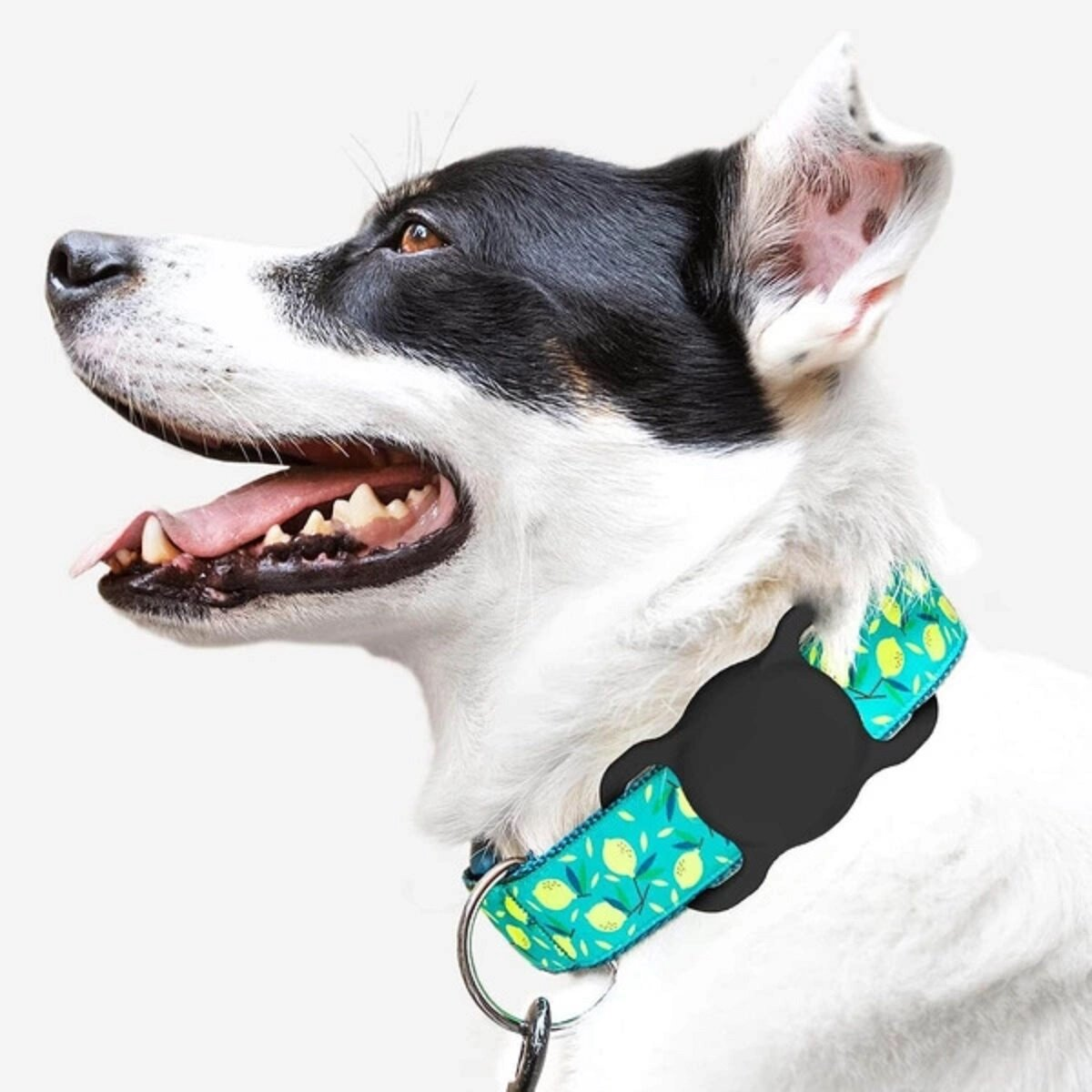 Hund mit Halsband mit Zitronenmuster.