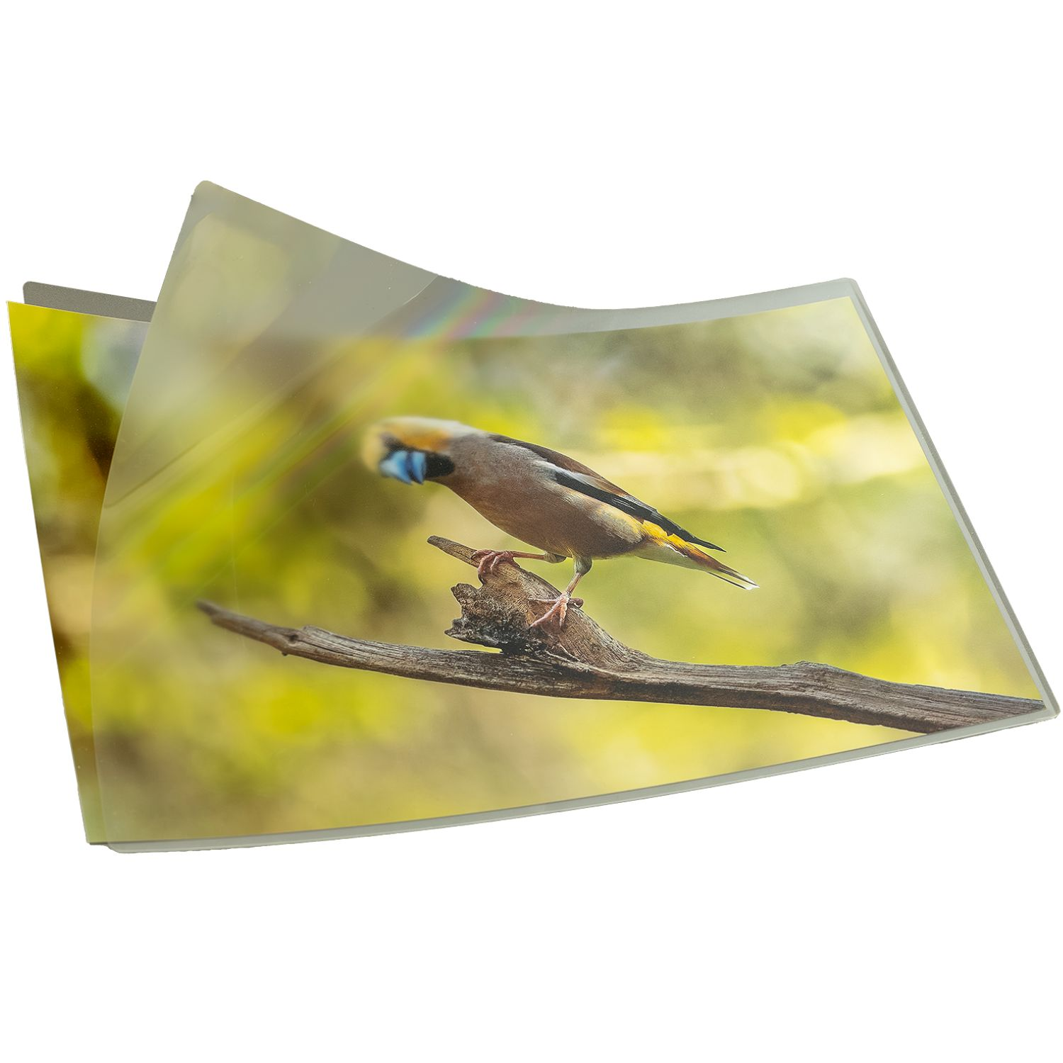 Ein Vogel mit braunen, grauen und blauen Federn sitzt auf einem Ast.