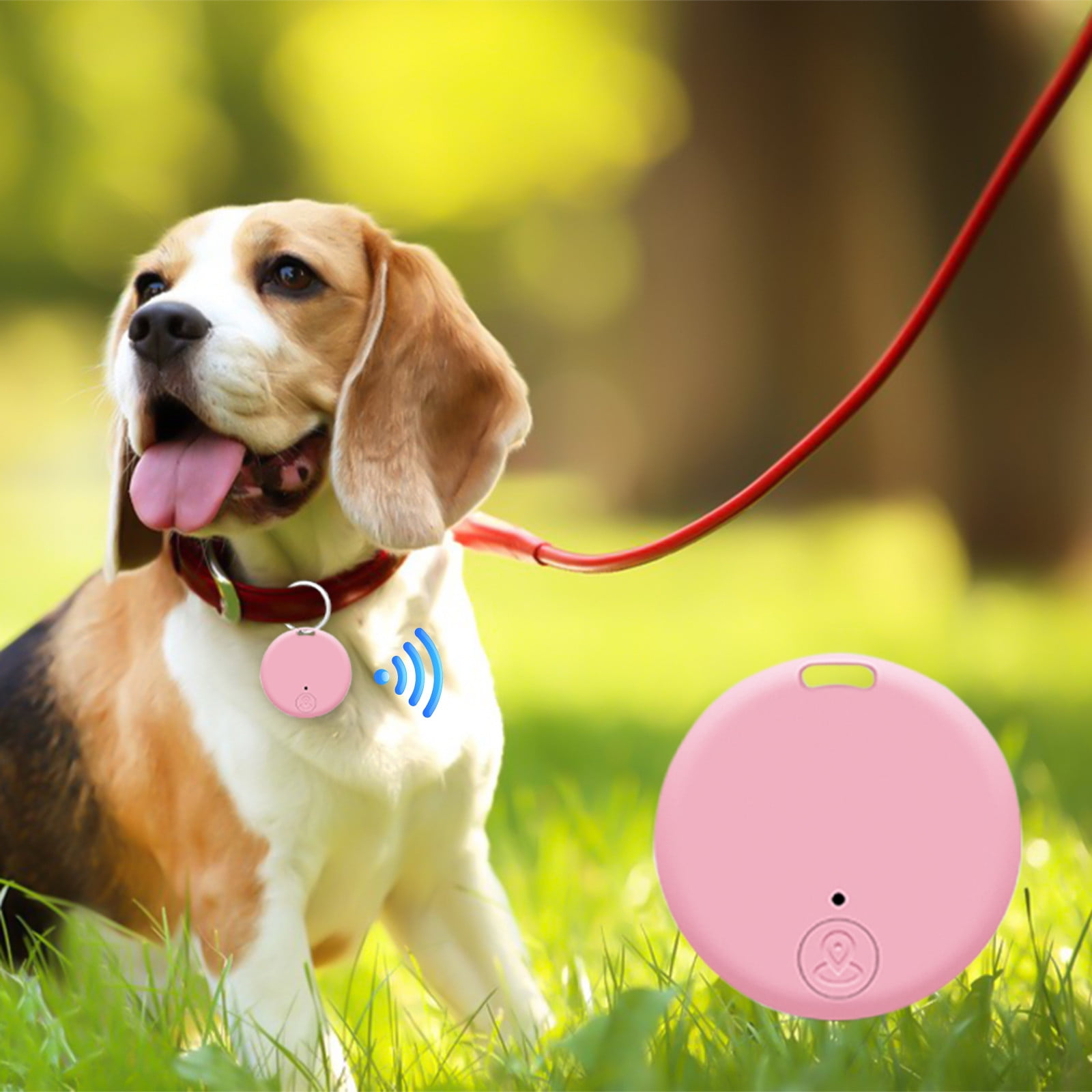 Ein Beagle-Hund mit einem rosa Tracker am Halsband und einem rosa Tracker auf dem Boden.