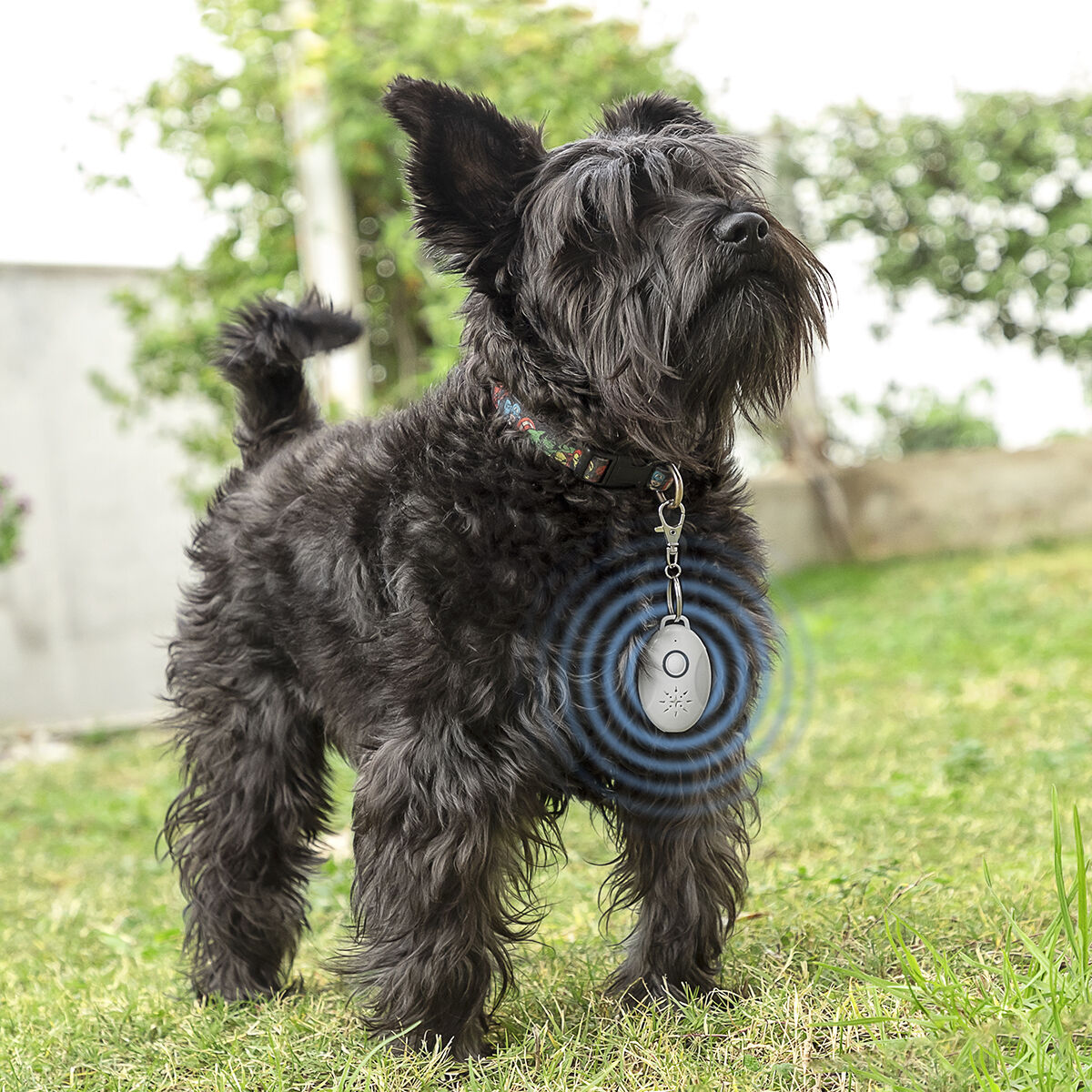 Cane nero con un dispositivo di localizzazione sull'erba.