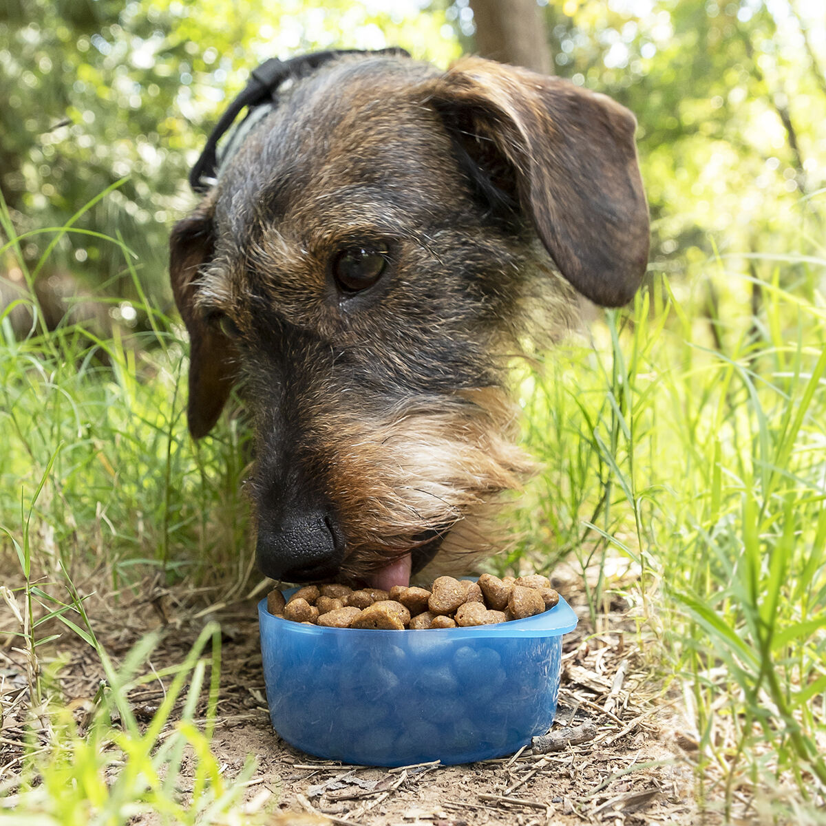 Hund, der aus einer blauen Schüssel mit Futter frisst.