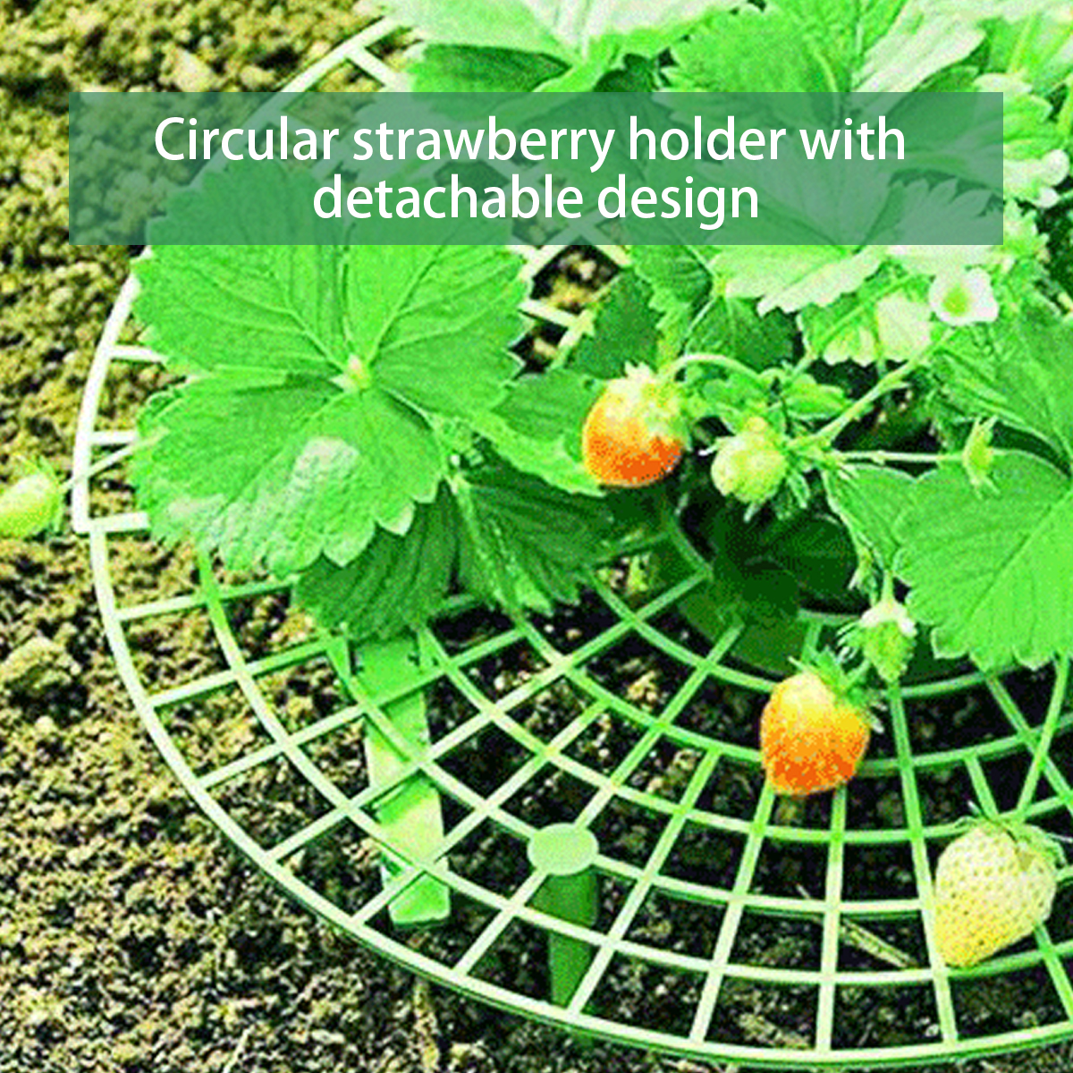 Nahaufnahme eines grünen Erdbeerhalters mit Erdbeeren in einem Garten.