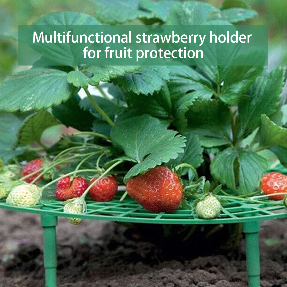 Grüner Erdbeerhalter, der Erdbeeren in einem Garten hält.